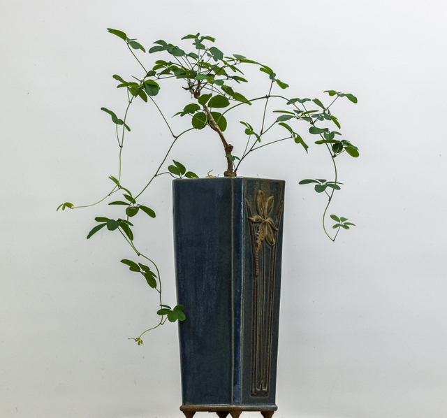 Potter: Nick Lenz (Massachusetts) Akebia quinata
