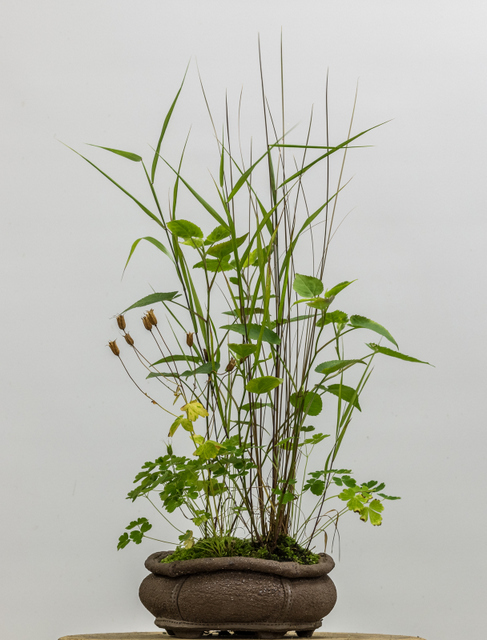 Potter: Jim Gremel (California) Schizachyrium scoparium , Carex flagellifera , Aquilegia canadensis , and Eurybia divaricata