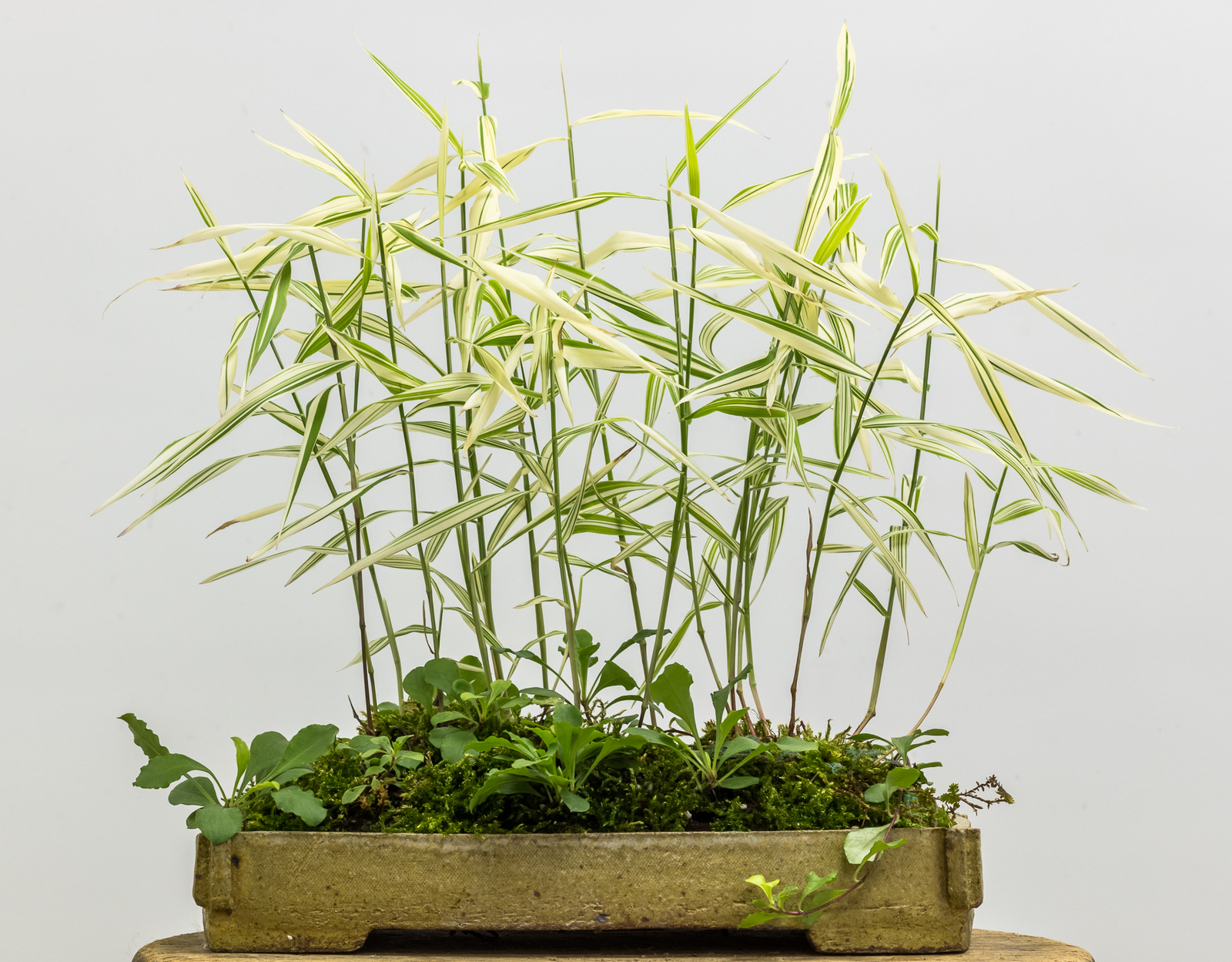 Potter: Sharon Edwards-Russell (Pennsylvania) Chasmanthium latifolium ‘River Mist’, Phlox stolonifera , and Selaginella sp.