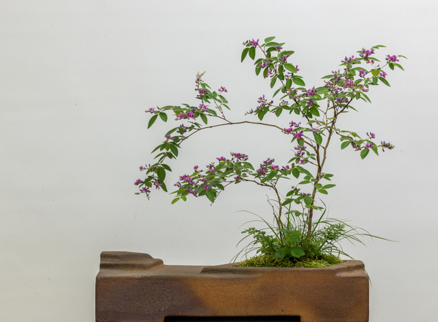 Potter: Ron Lang (Pennsylvania) 1st Prize Winner 2001-Non-Traditional Category Lespedeza thunbergii , Carex pensylvanica , and Selaginella sp.