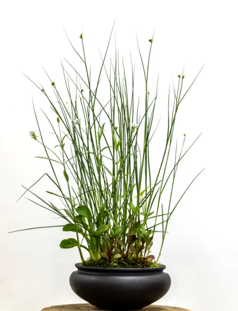 Potter: Jamie Kirkpatrick (Colorado) Juncus torreyi , Sagittaria latifolia , Lobelia ‘Vulcan Red’, Alisma plantago-aquatica , and Justicia americana