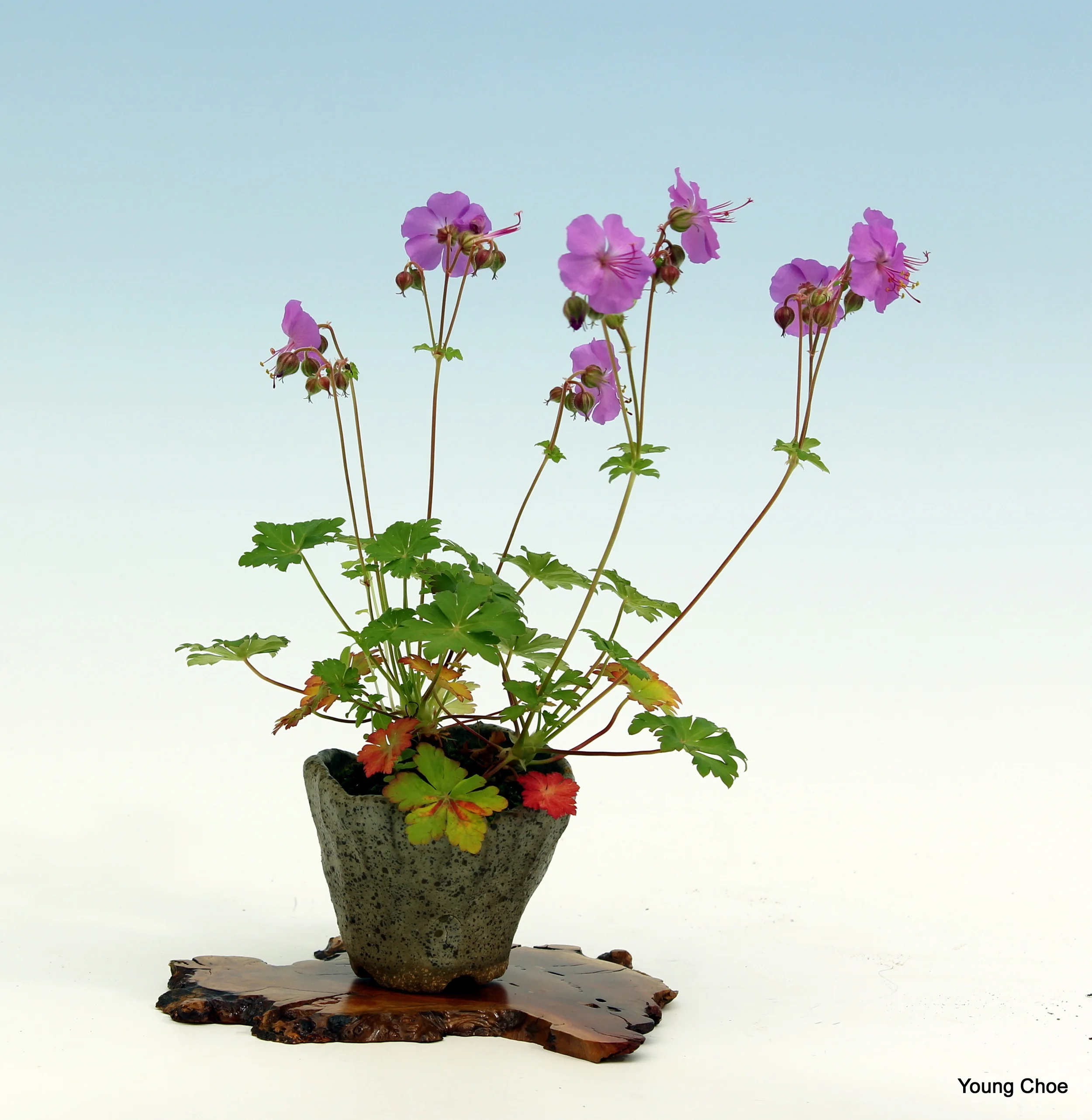 Geranium pyrenaicum (hedgerow geranium)