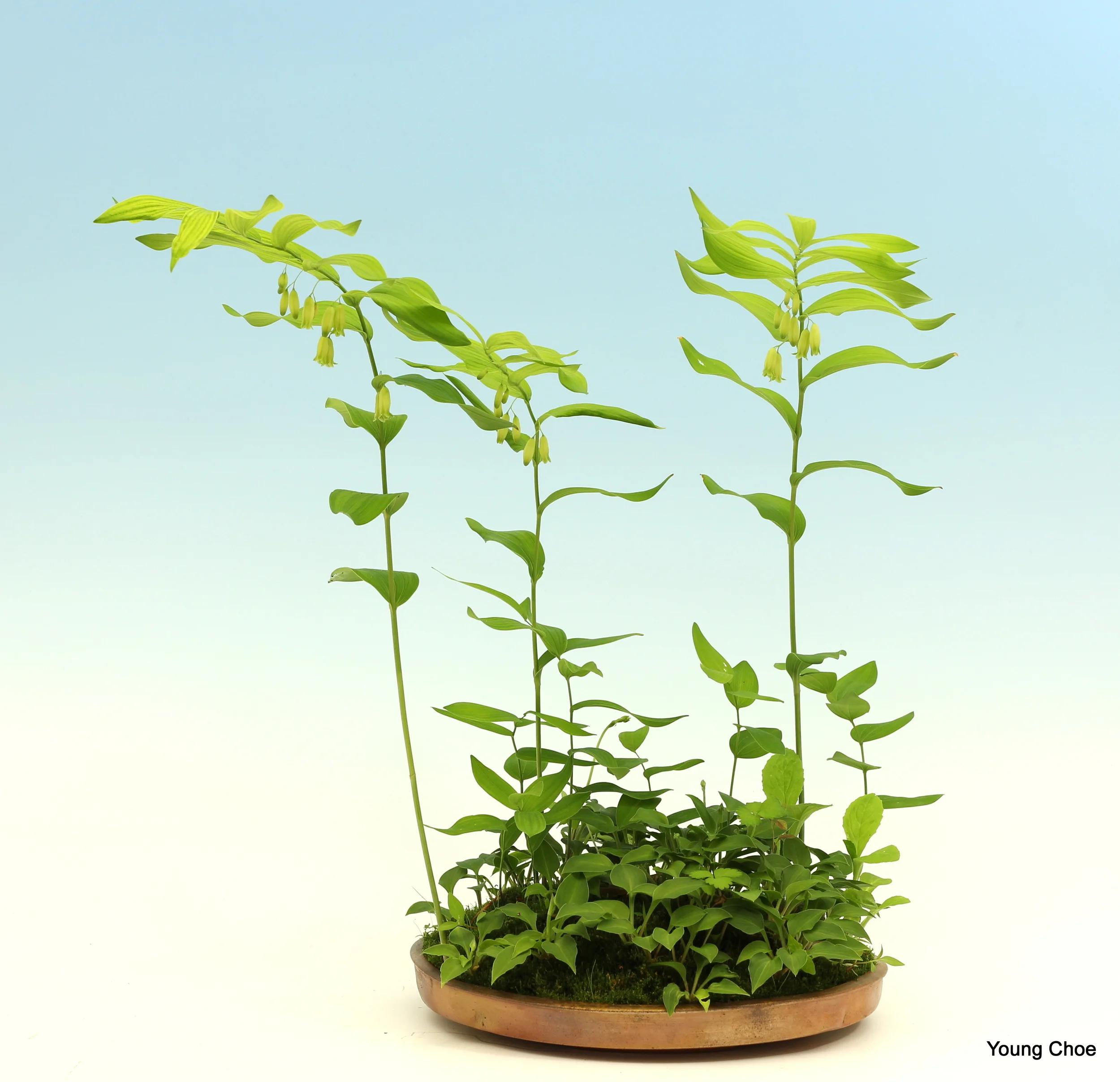 Polygonatum sp. (Solomon's seal), Hosta sp.