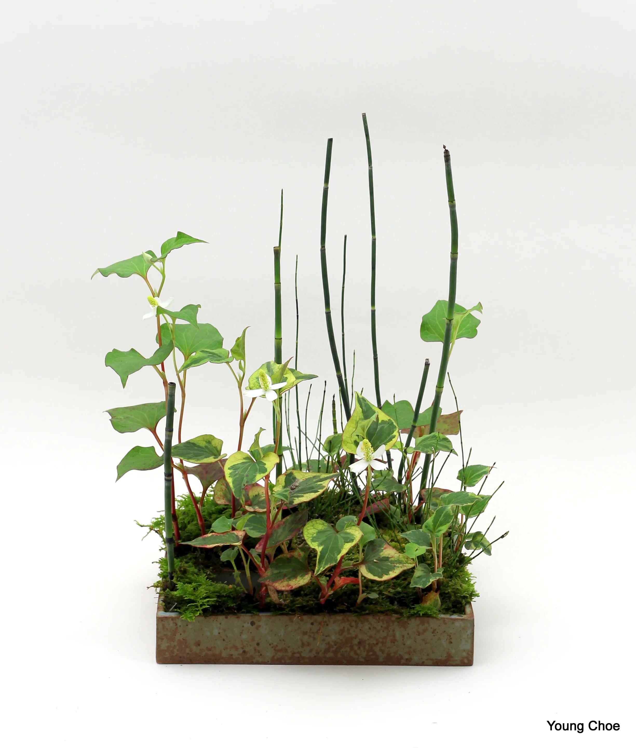 Houttuynia cordata, Equisetum sp.