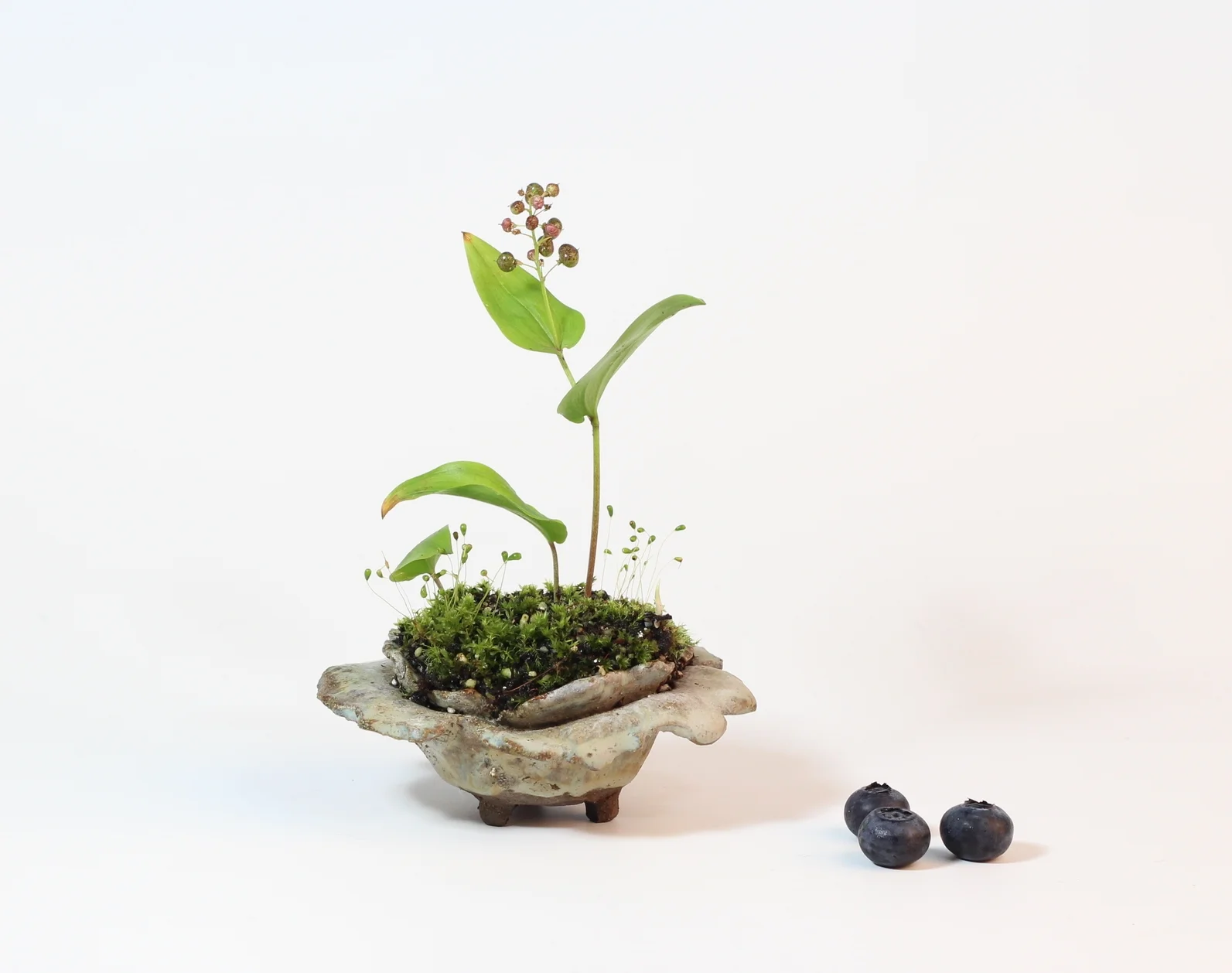   Maianthemum canadense (Canada mayflower)  