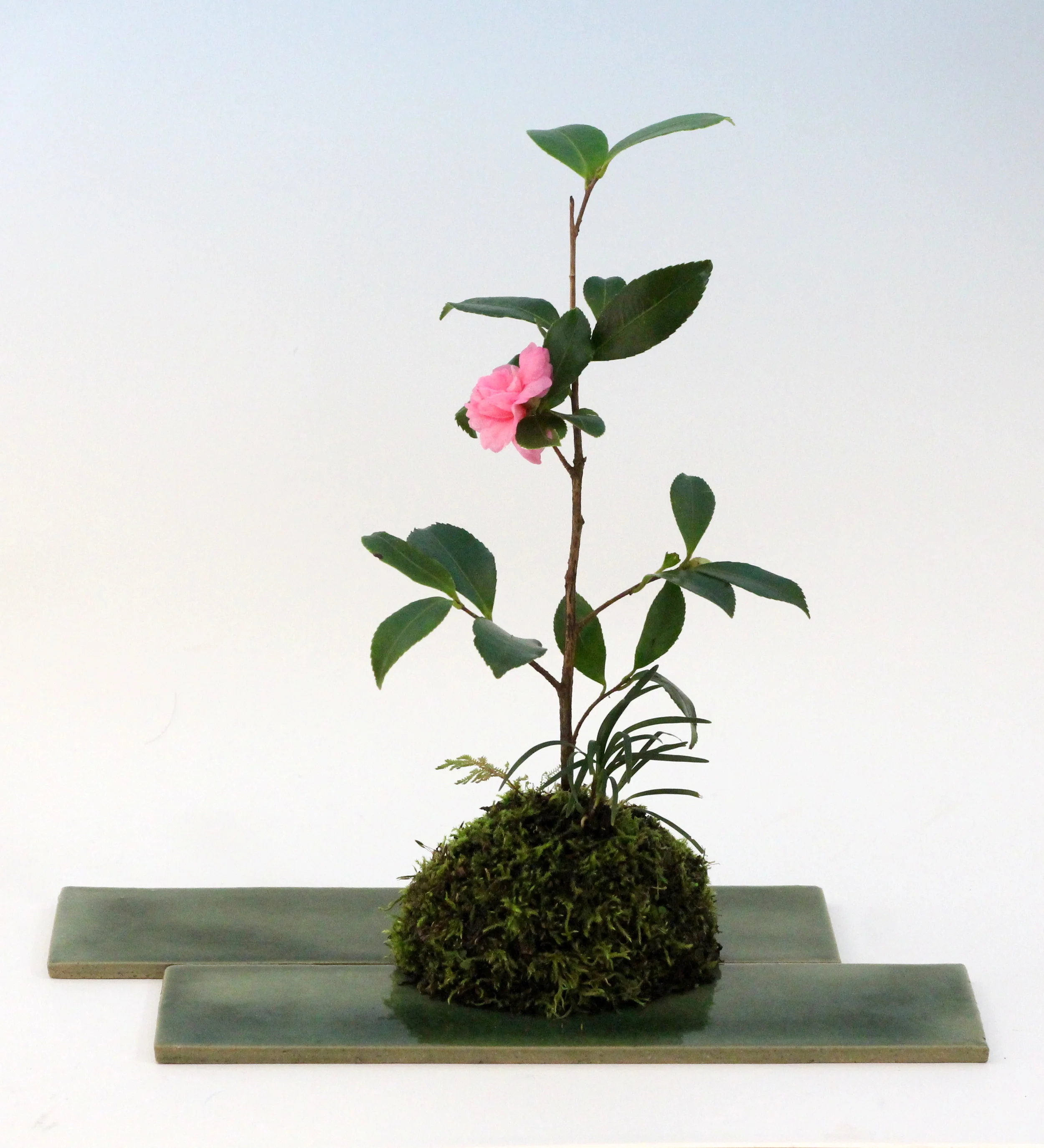   Camellia x ‘Winter’s Interlude’ (Camellia hybrid)   Ophiopogon japonicus (Dwarf Mondo Grass)   Selaginella (spikemoss)  