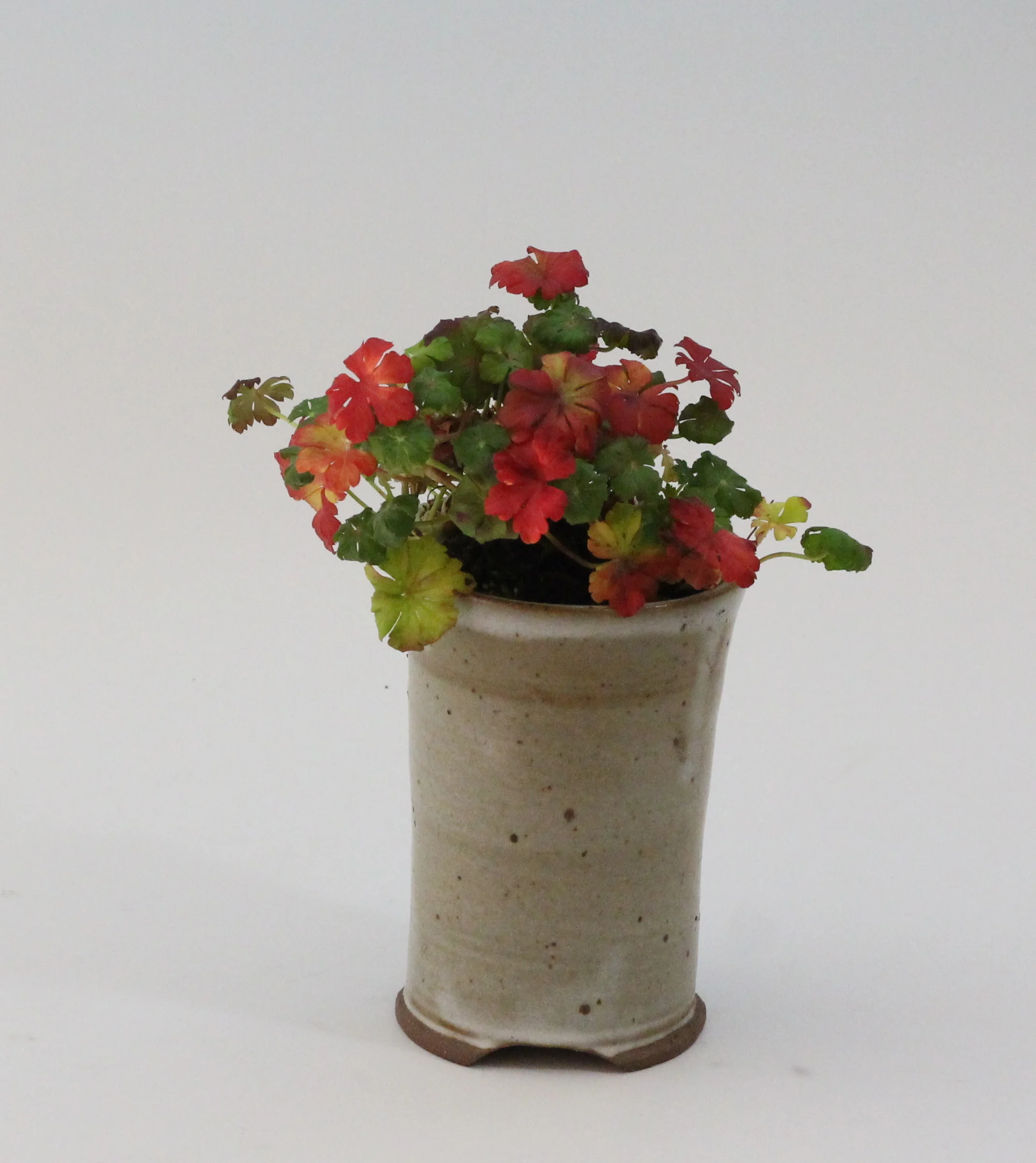   Geranium pyrenaicum   Pot: Charles Smith  