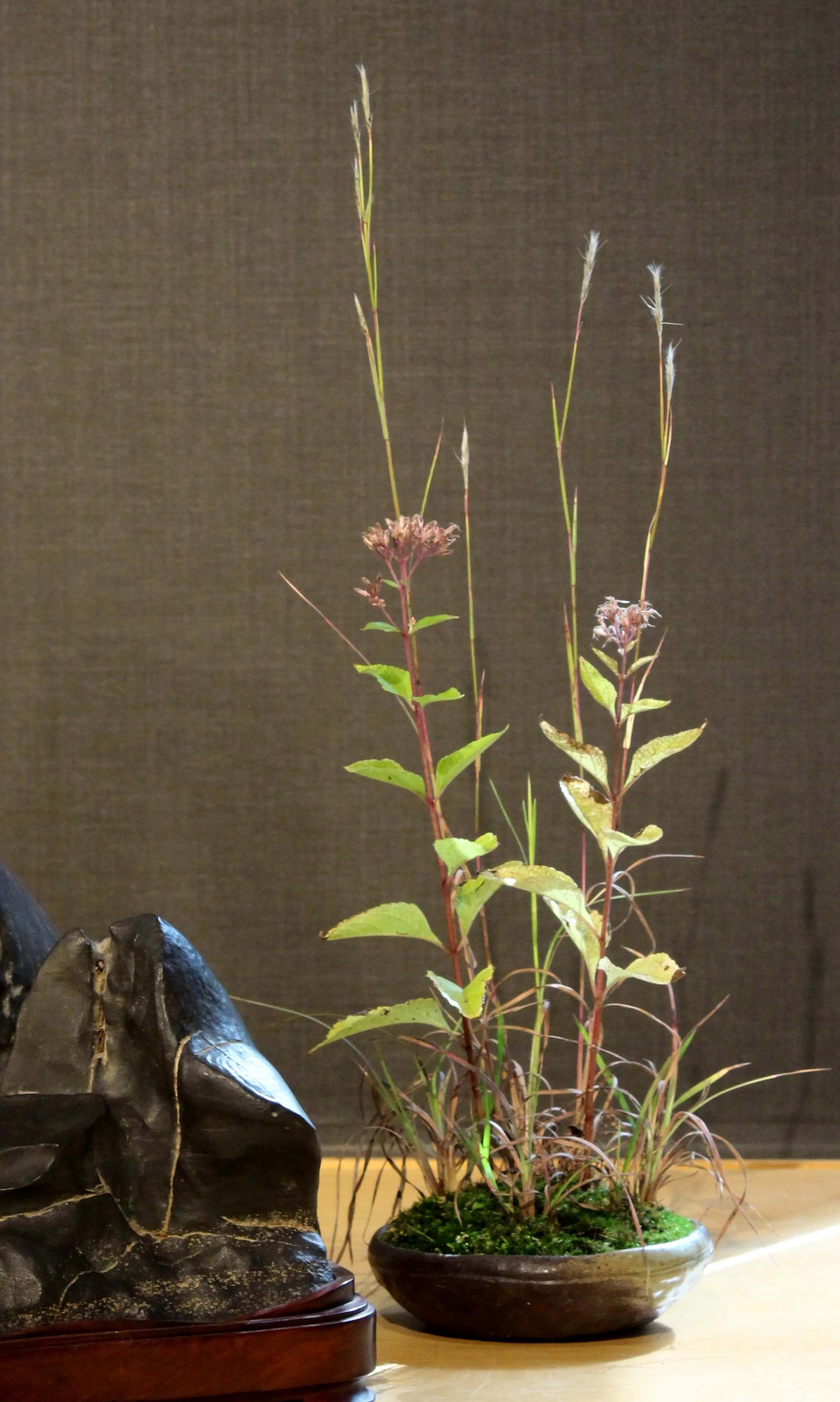   Eutrochium dubium, Andropogon ternarius (splitbeard bluestem)  &nbsp;  