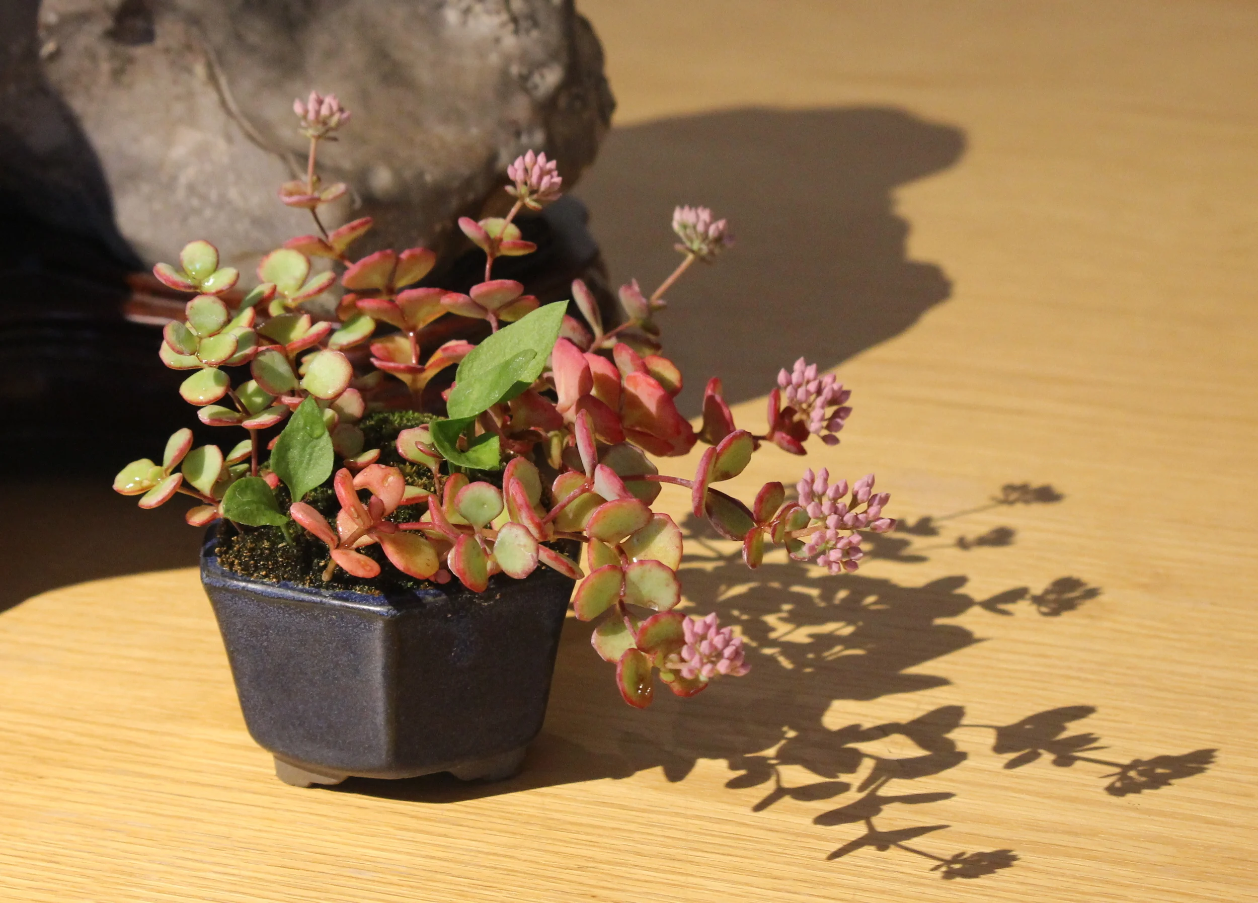  Sedum sp. 