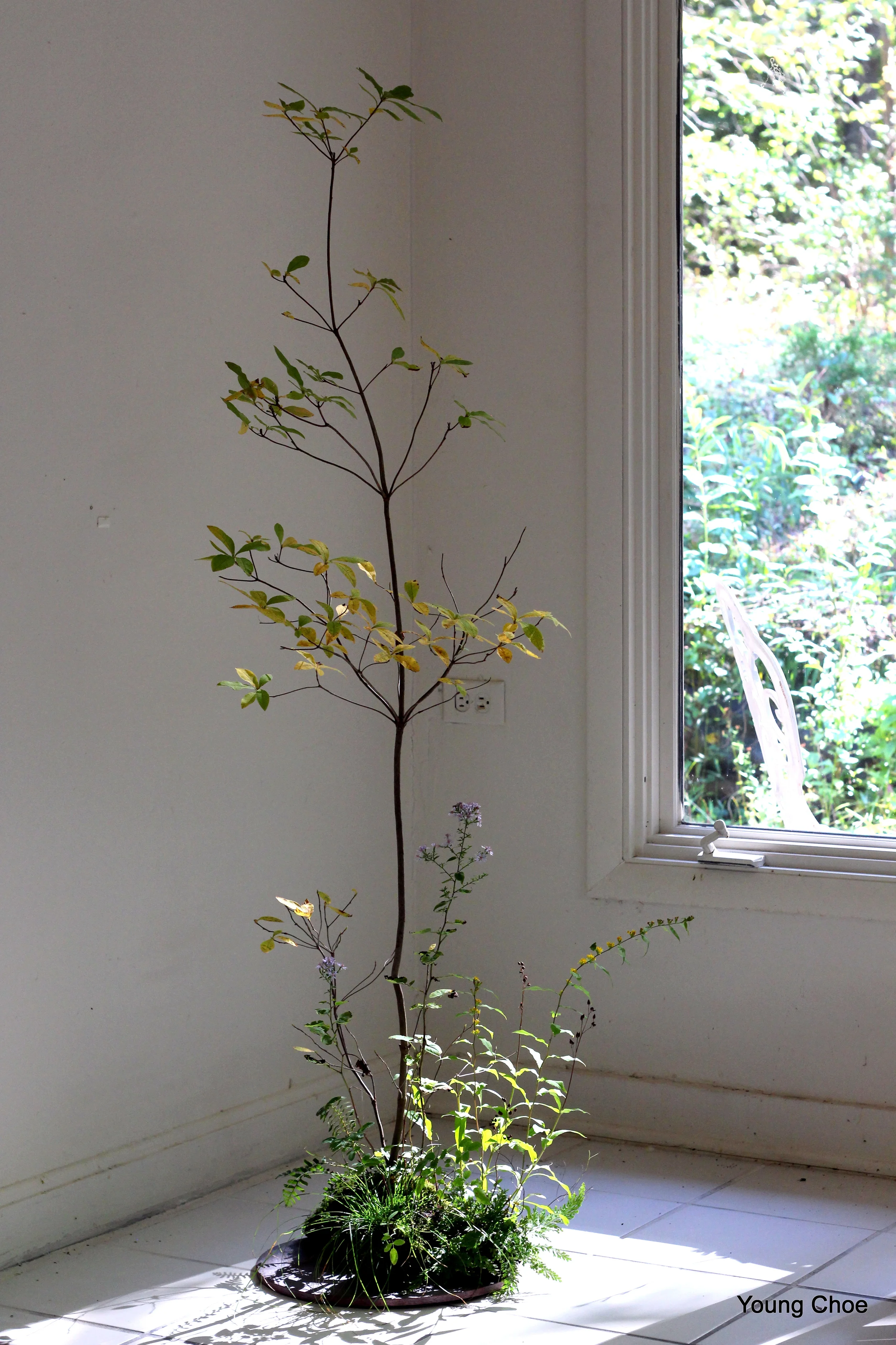    Rhodo Dendron calendulaceum (flame azalea)  Eurybia divaricata (white wood aster)  Rosa multiflora (multiflora rose)  Carex pensylvanica (Pennsylvania sedge) 