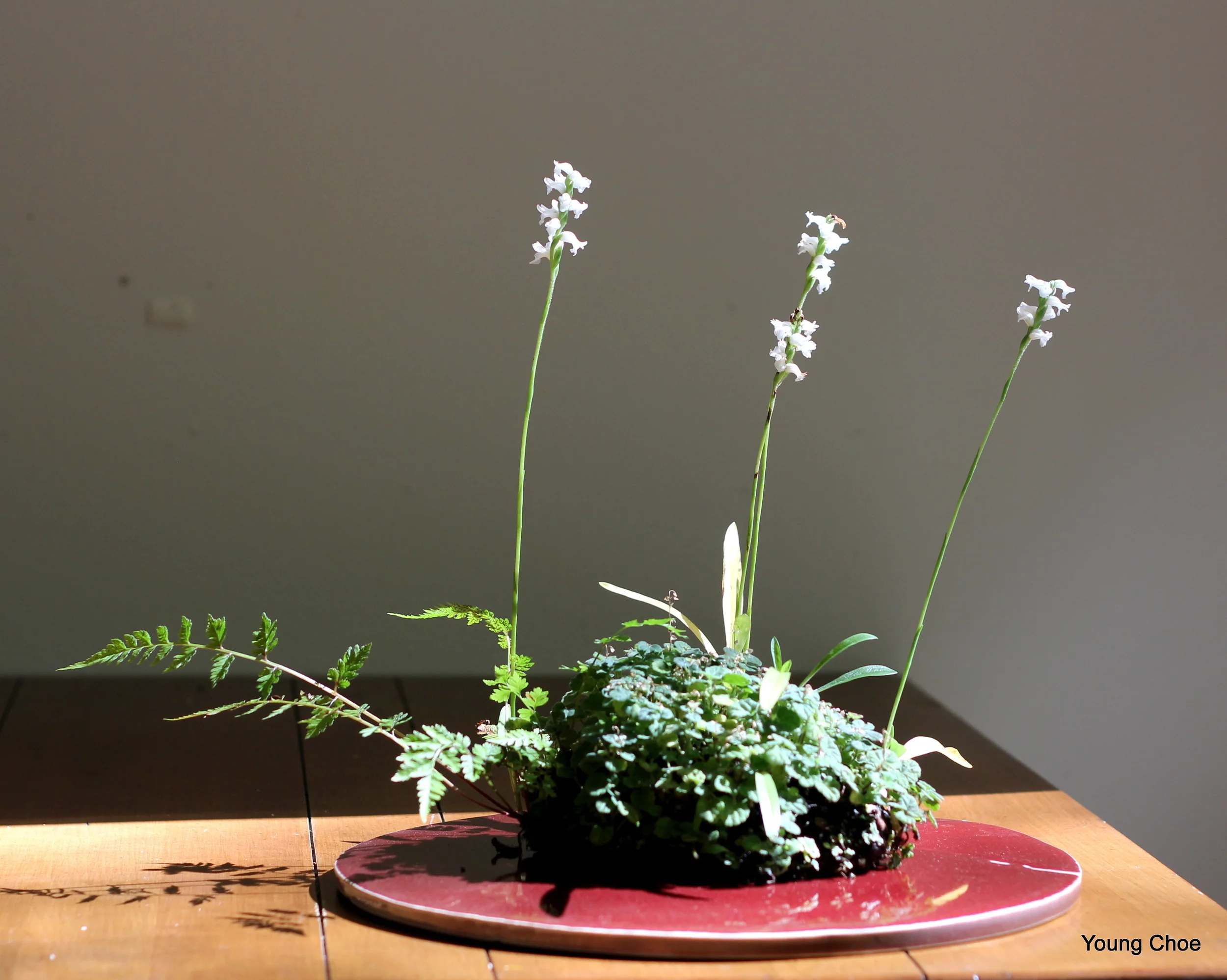  Spiranthes odorata, Sedum sp.&nbsp;Scutellaria species 