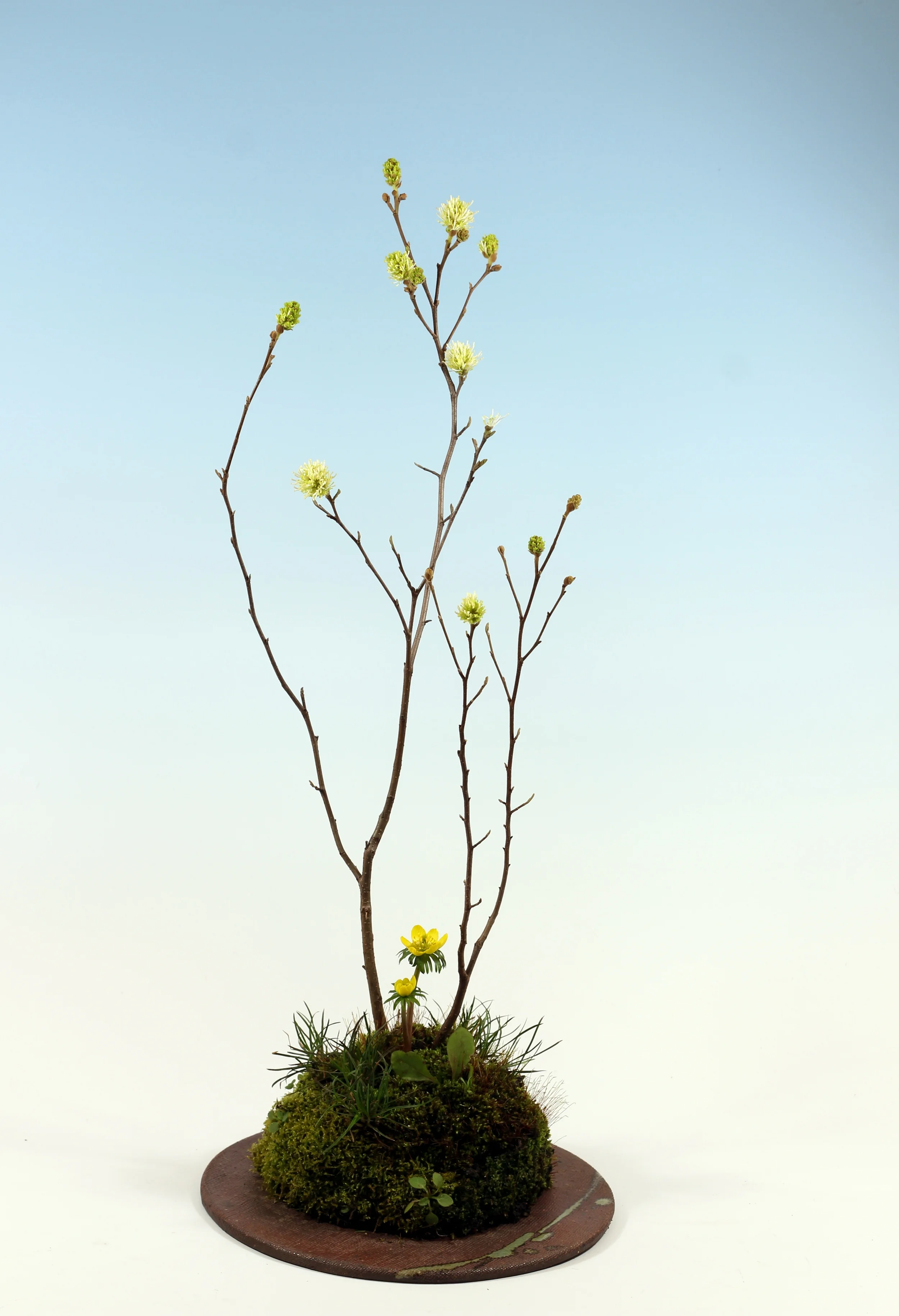   Fothergilla gardenii (dwarf Fothergilla)   Eranthis hyemalis (winter aconite)   Phlox stolonifera (creeping phlox)  