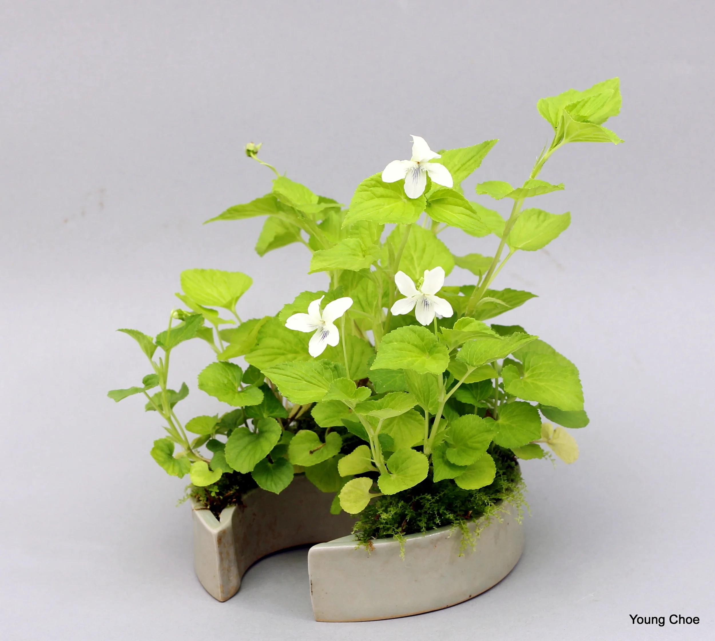   Viola canadensis (Canadian white violet)  