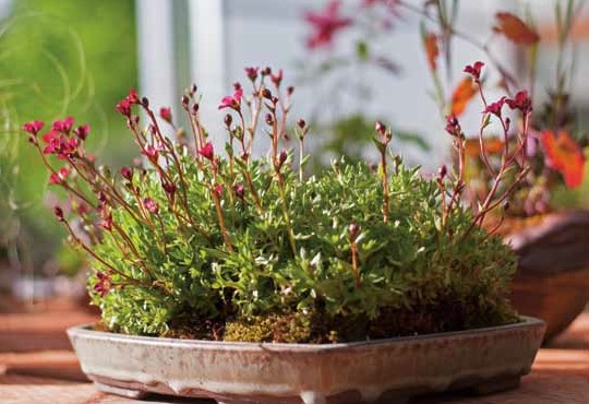 Fi g u r e 2: Composition of S ax if rag a hybrid 'Purple Robe' ( s a x i f r a g e ) w i t h rocks a t Bonsai Mirai.