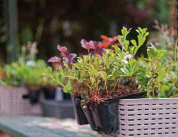 Figure 6: Each participant was given a basket of plants to use.