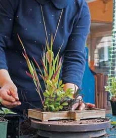 Figure 8: Small complementary plants are then placed.