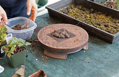 Figure 11: Mud ball is secured on bonsai drain screen. The excess screen will be trimmed after the composition is completed.