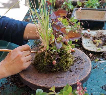 Figure 13: Additional plants are added. A chopstick is used to push the plants into the mud and secure the location.