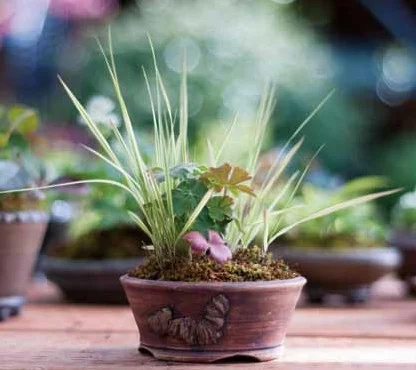 Figure 15: Molinia caerulea 'Variegata' (variegated purple moor grass) and Geranium macrorrhizum 'Bevan's Variety' (bigroot cranesbill).
