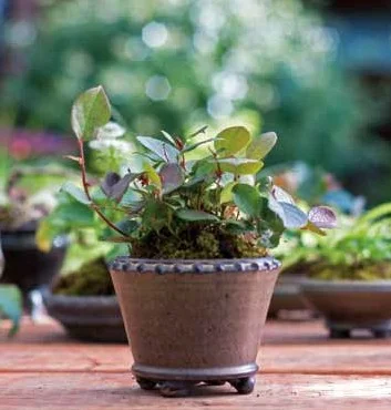 Figure 17: Gaultheria shallon (salal)