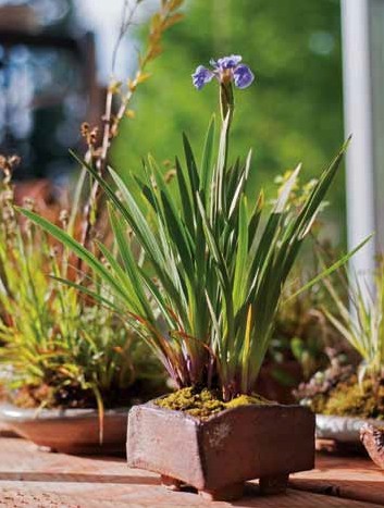 Figure 18: Iris setosa var. arctica (dwarf arctic iris)