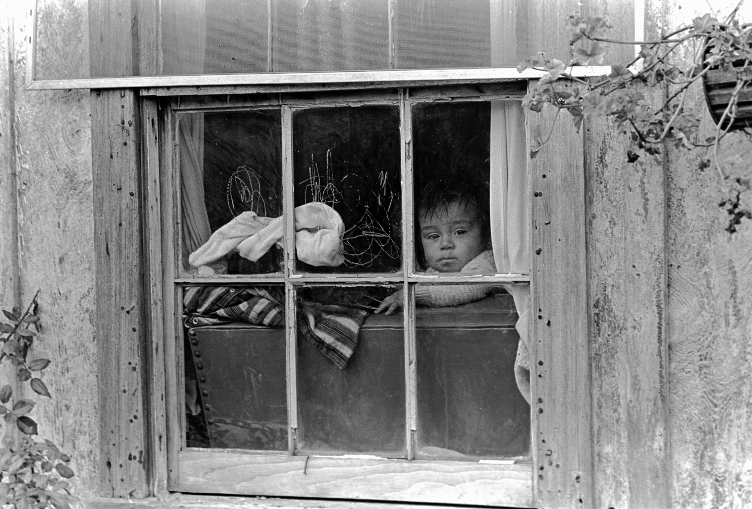 A baby gazes out a window in Watsonville, California. The family home is farm worker housing.