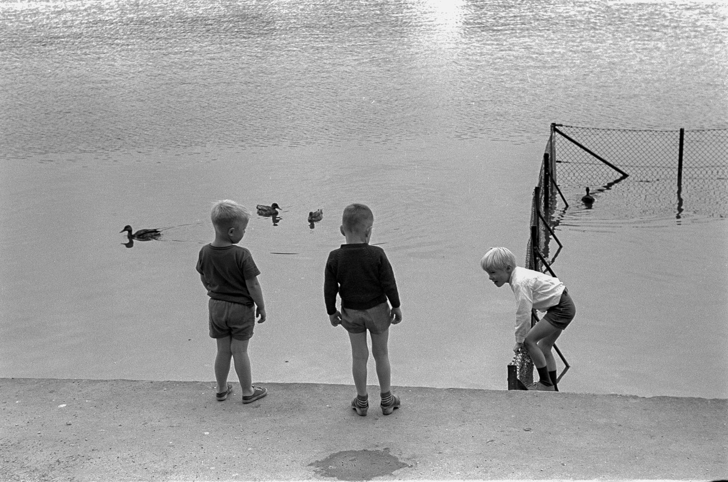 Three Danish boys are trying to get the attention of ducks.