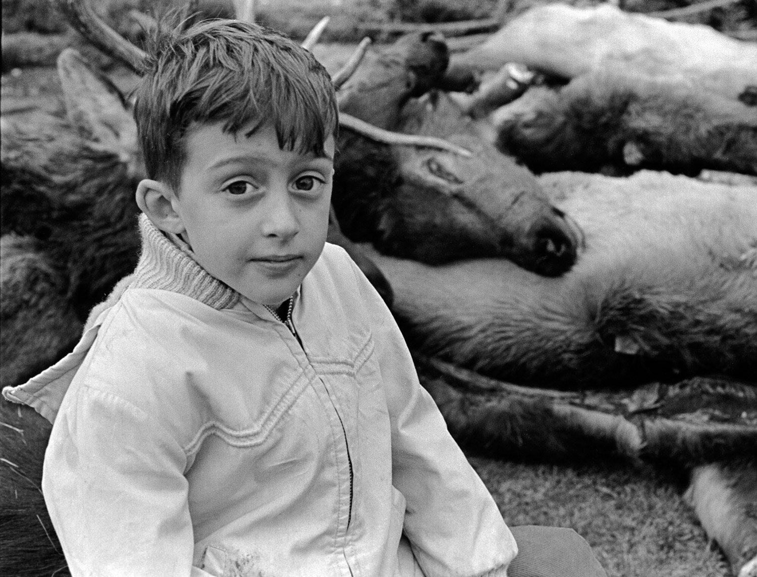 A boy sits on the carcasses of elk and deer in his front yard in Half Moon Bay, California. His father and uncle had just returned from a hunting trip.