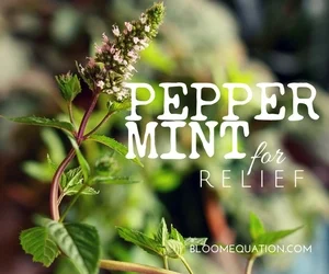 peppermint for relief.jpg