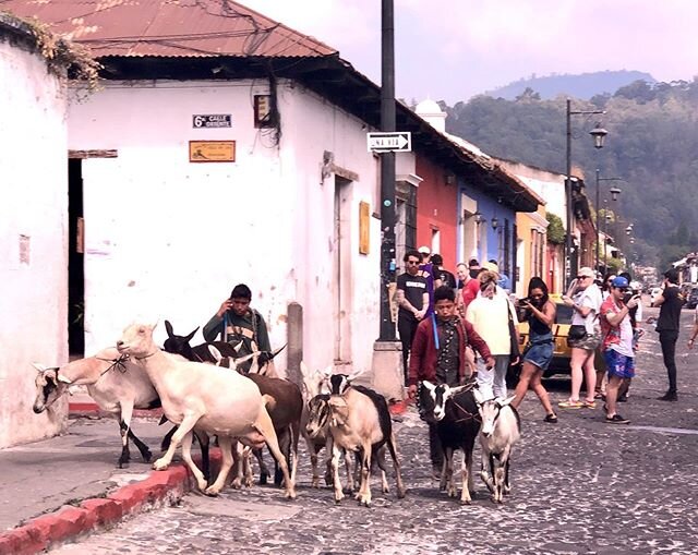 Happy goats taking a stroll through Antigua 🐐📷
&bull;

#tasteantigua #guatemalanfood #foodblogger #streetfood #foodblog #foodie #food #foodstagram #foodtravel #antiguaguatemala #travelgram #foodtour #foodguide #guatemala #guatemalan #tourist #trave
