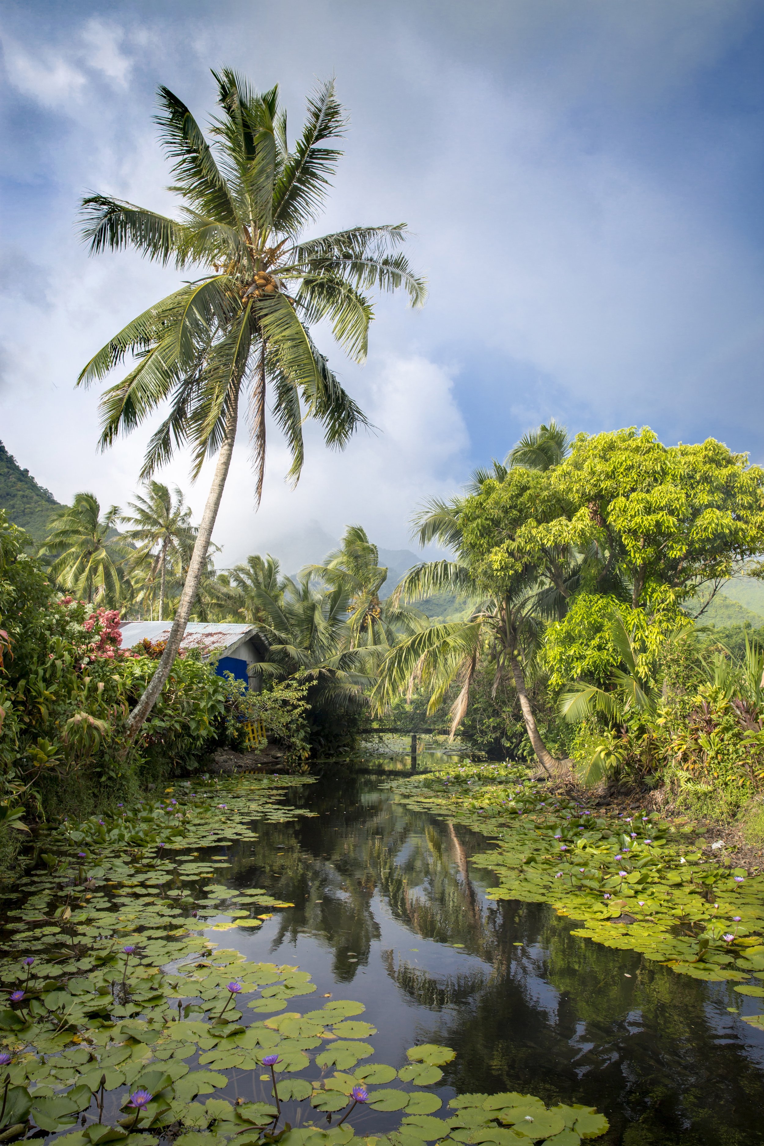 TashaVanZandt_TAQ_Tahiti_NLXJ5643.jpg