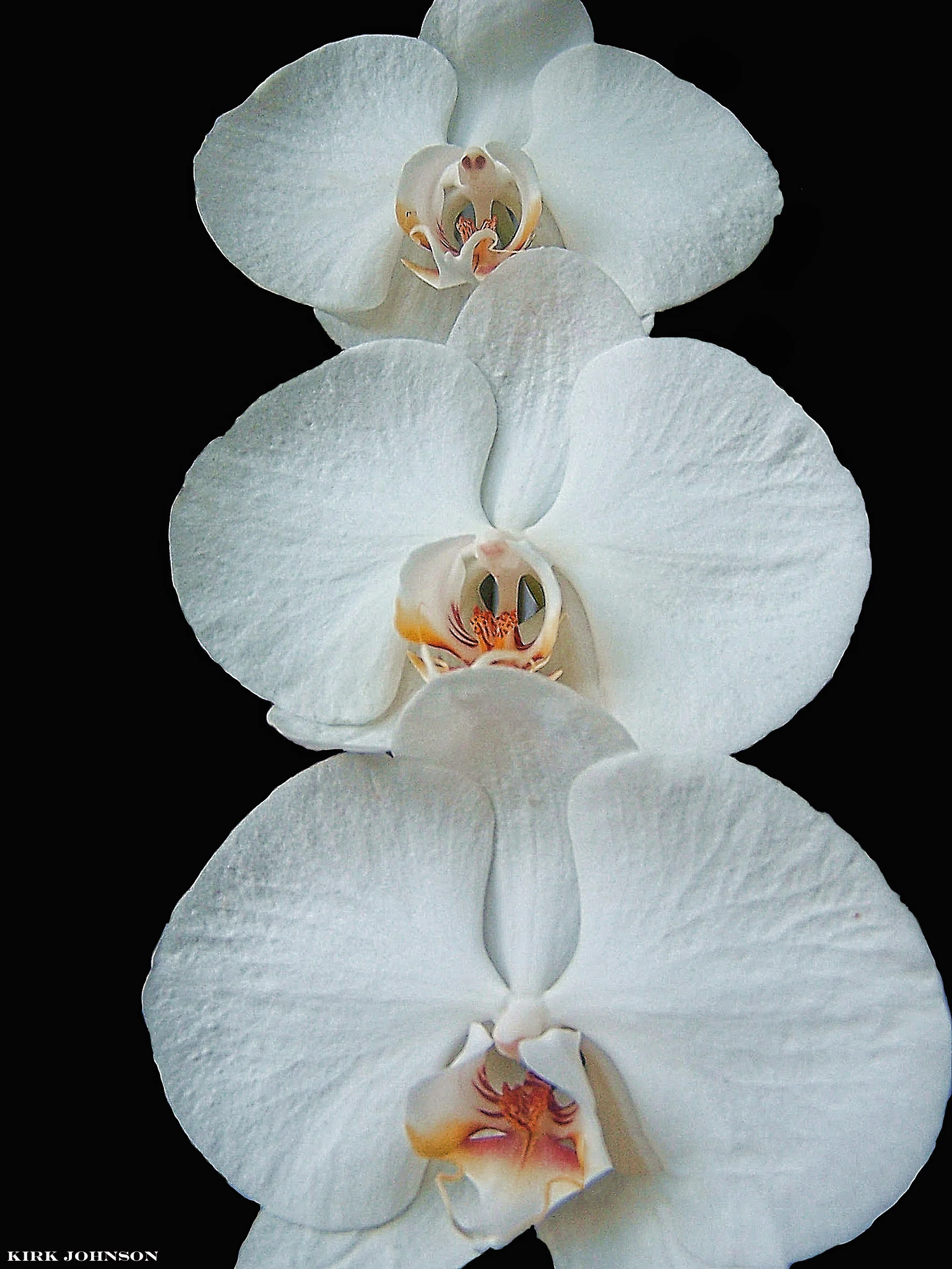 3 White Orchids