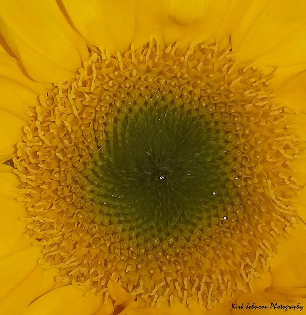 The center of a Sunflower