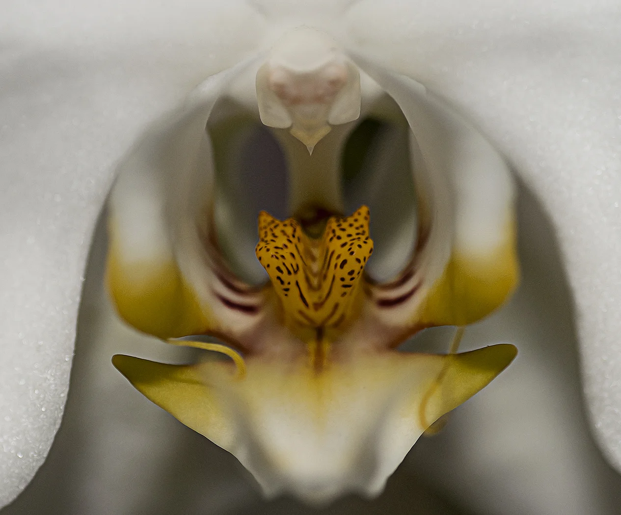 Orchid macro