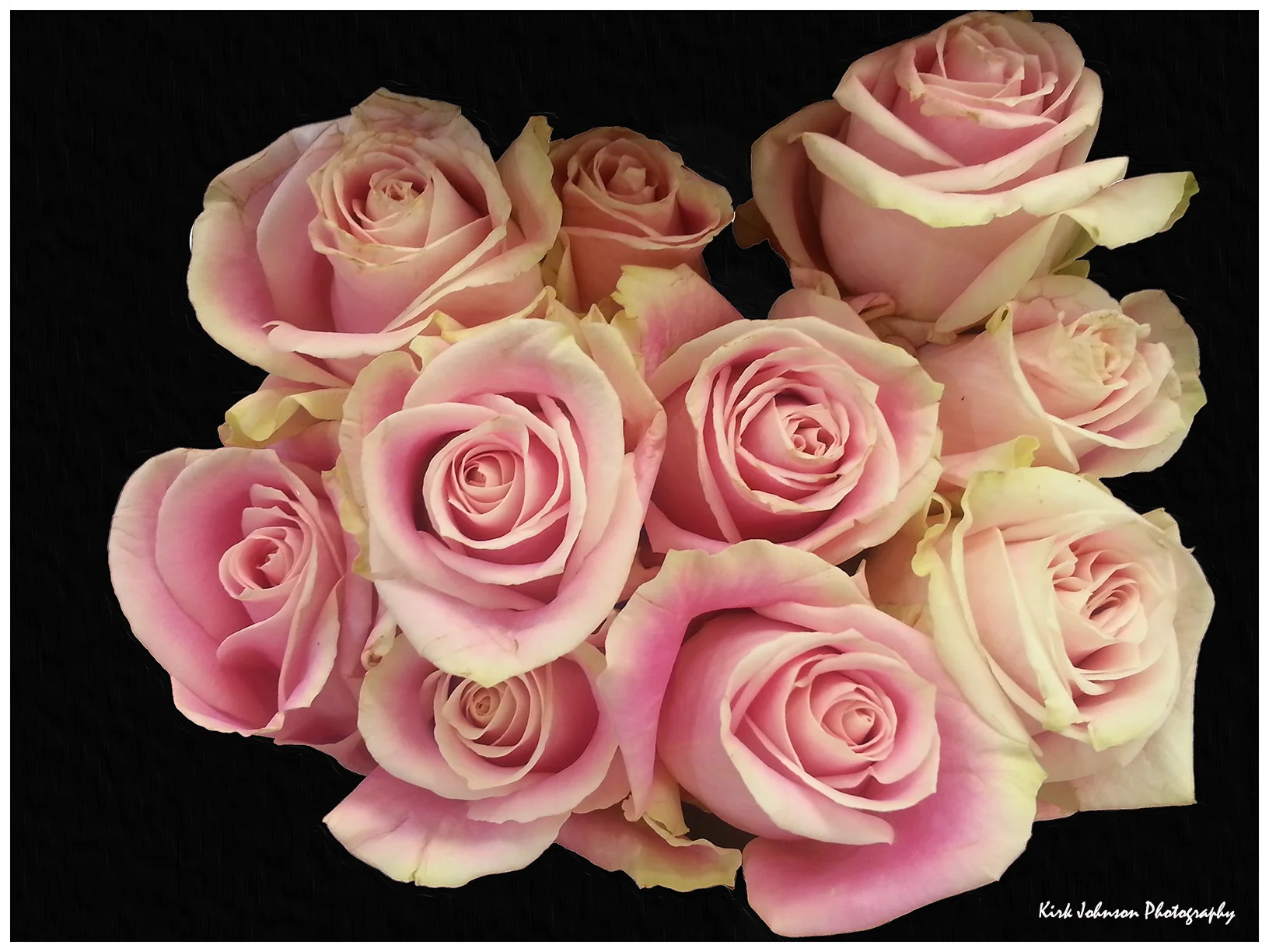 Pink Roses #2