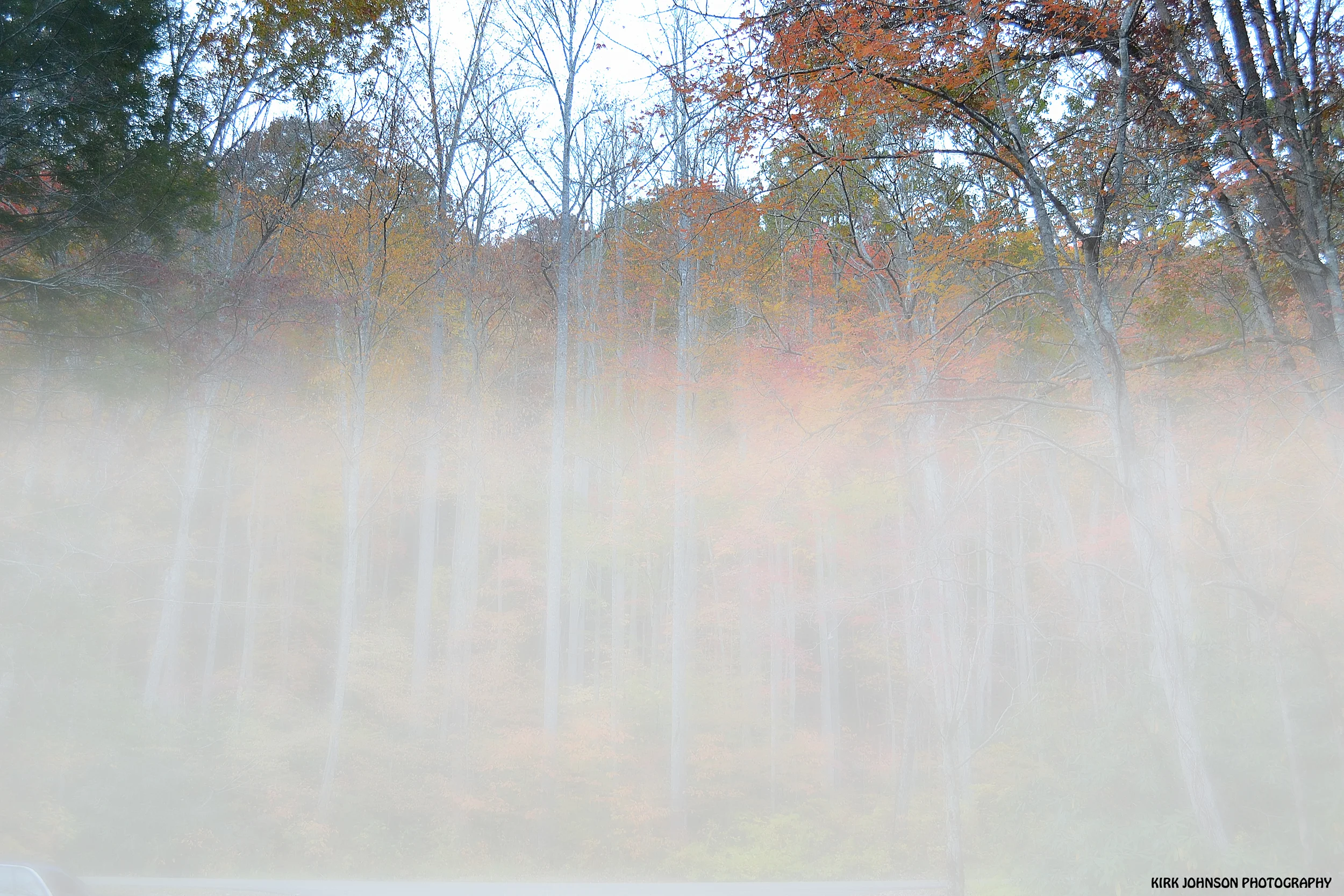 Fog in the trees