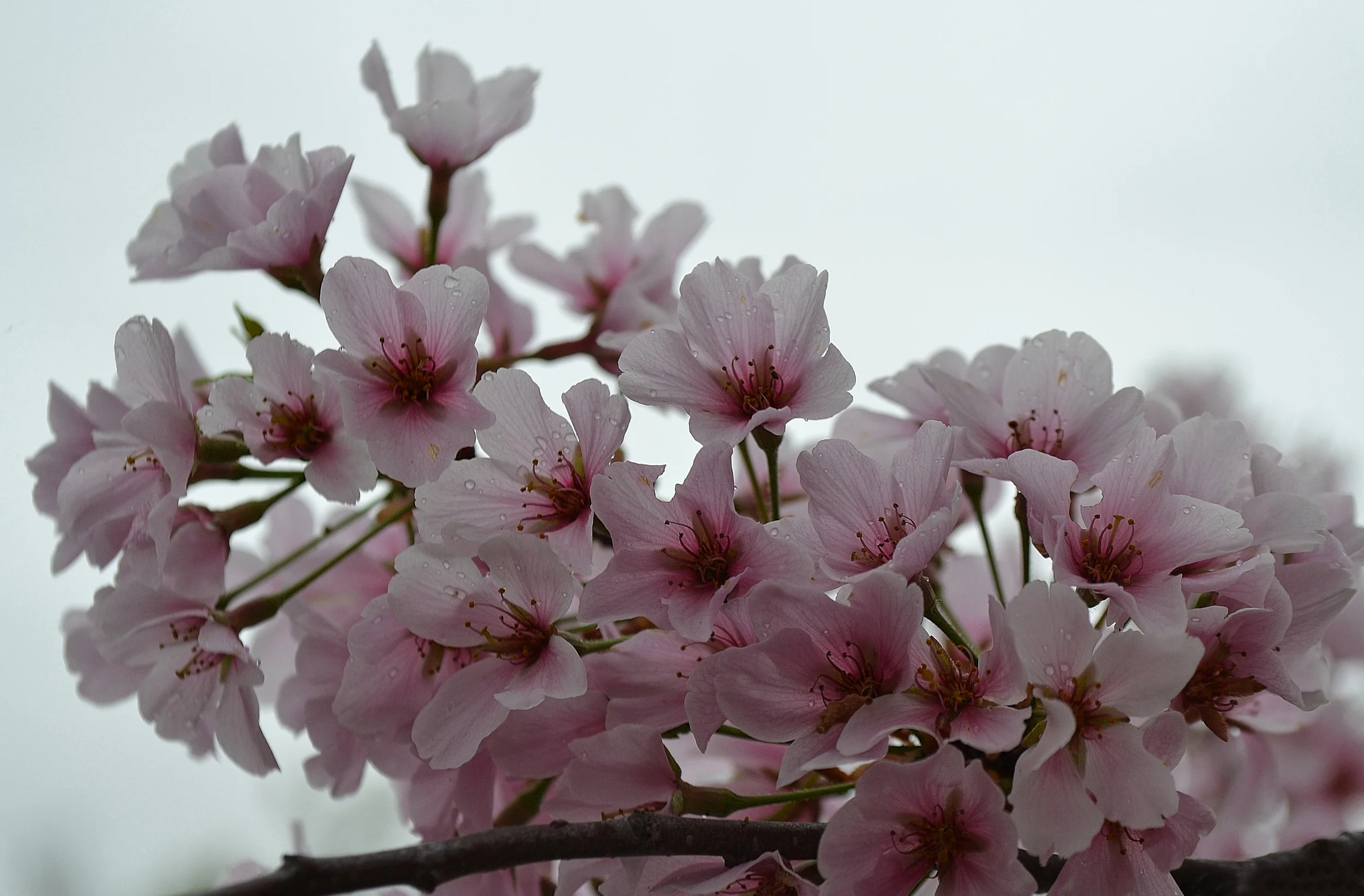 Cherry Blossom #2