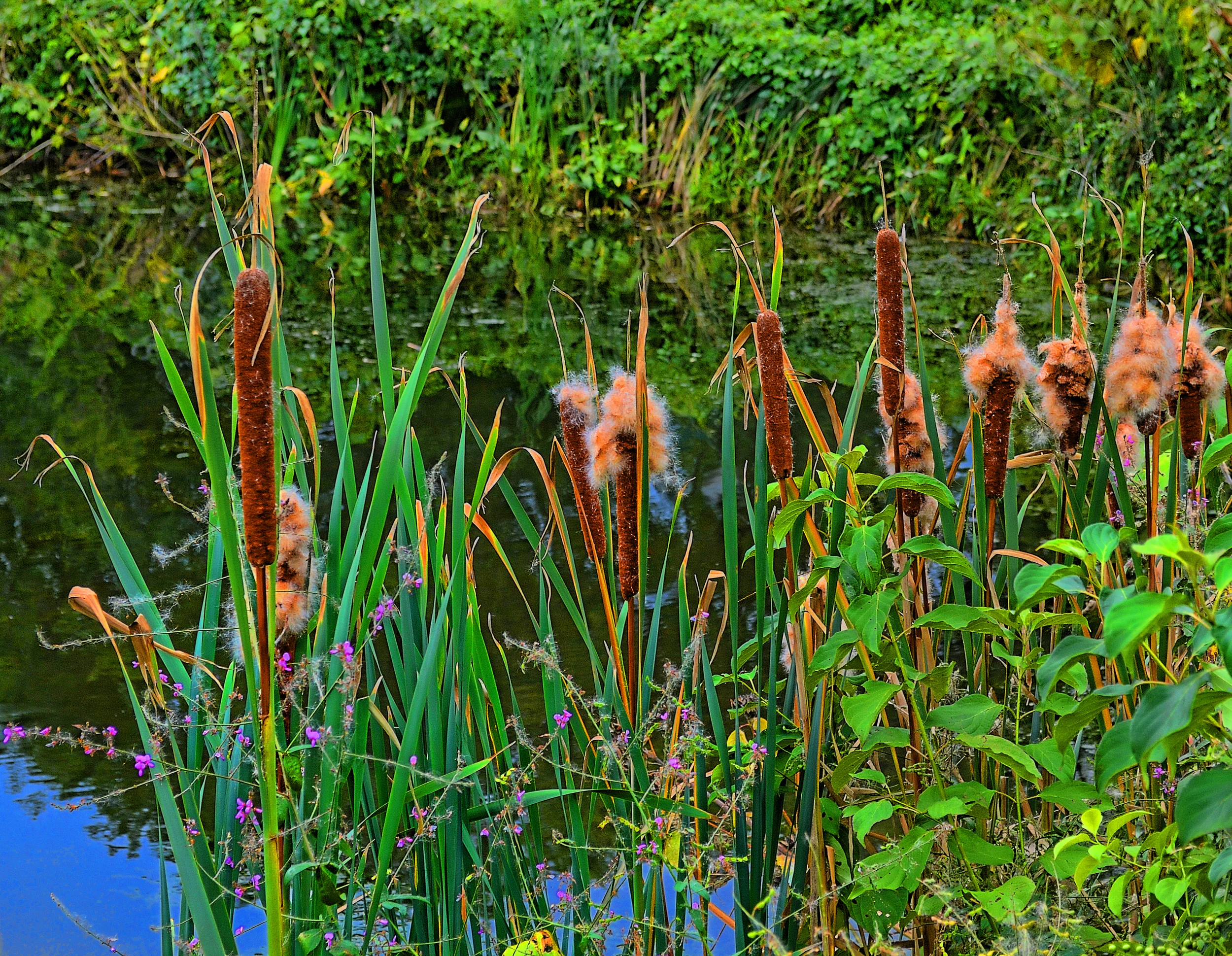 Cat Tails