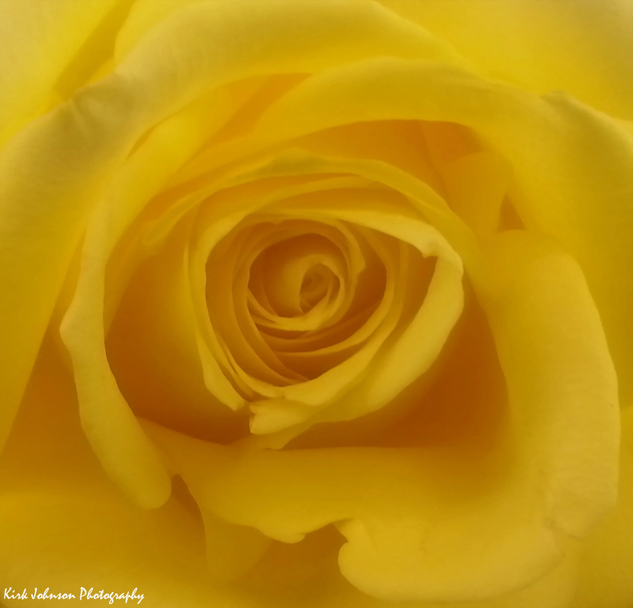 Yellow rose closeup