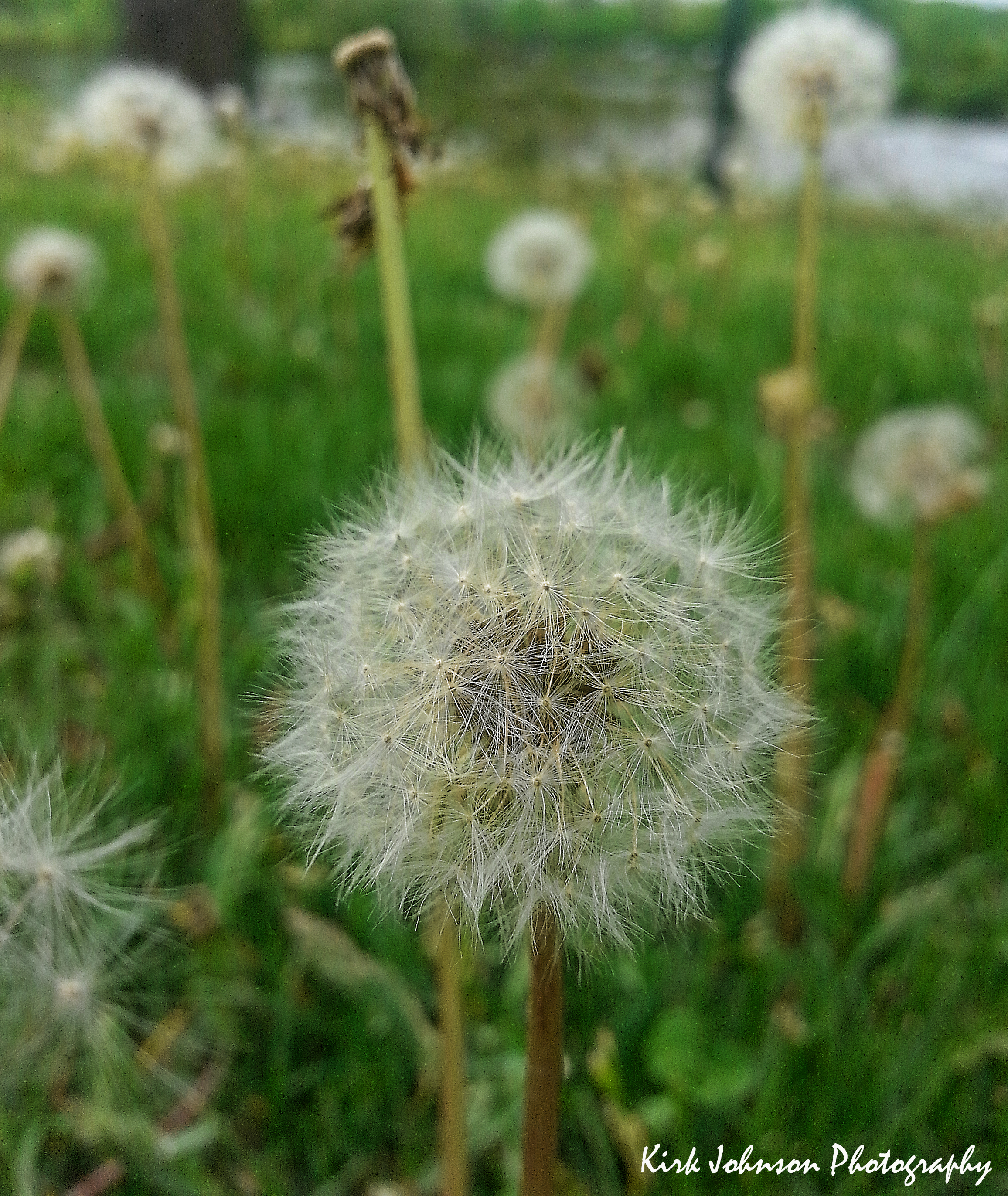 Dandelion
