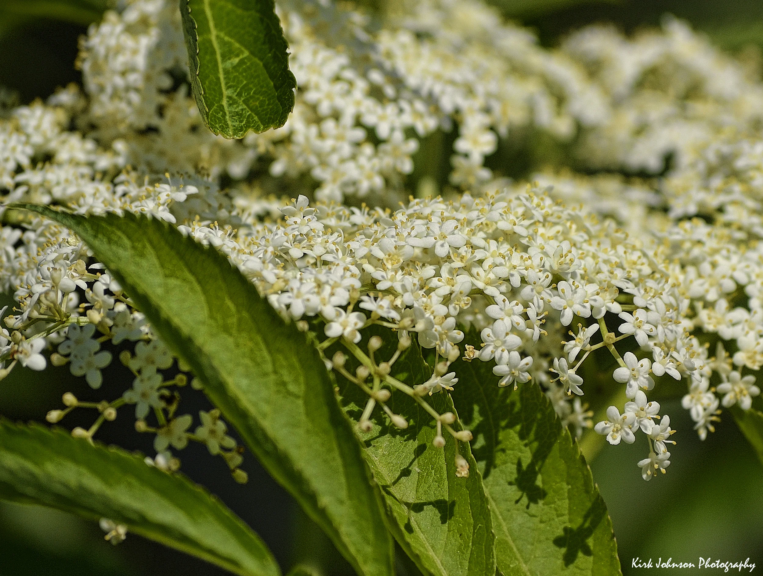 White plants