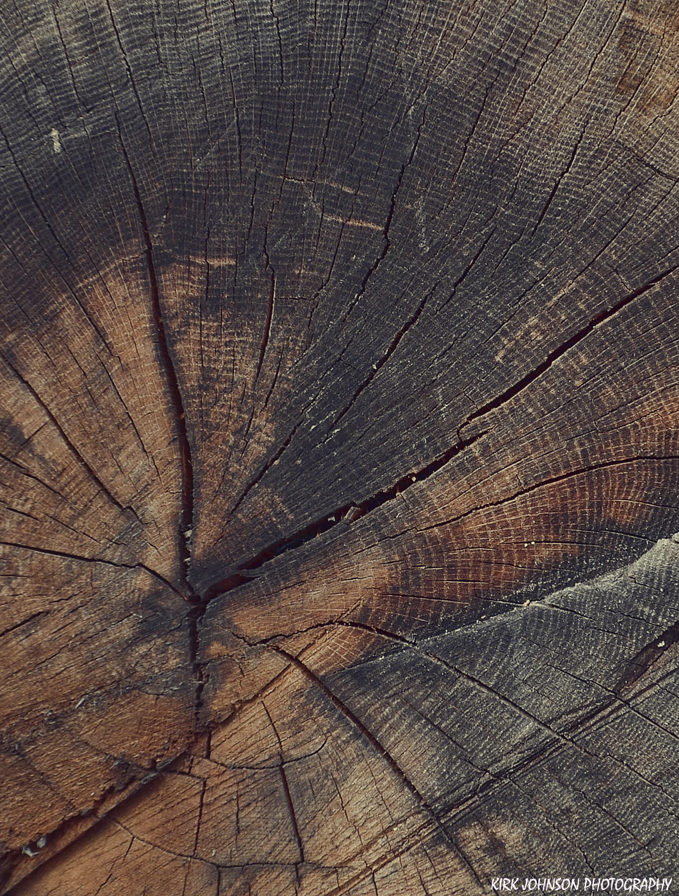 Tree rings