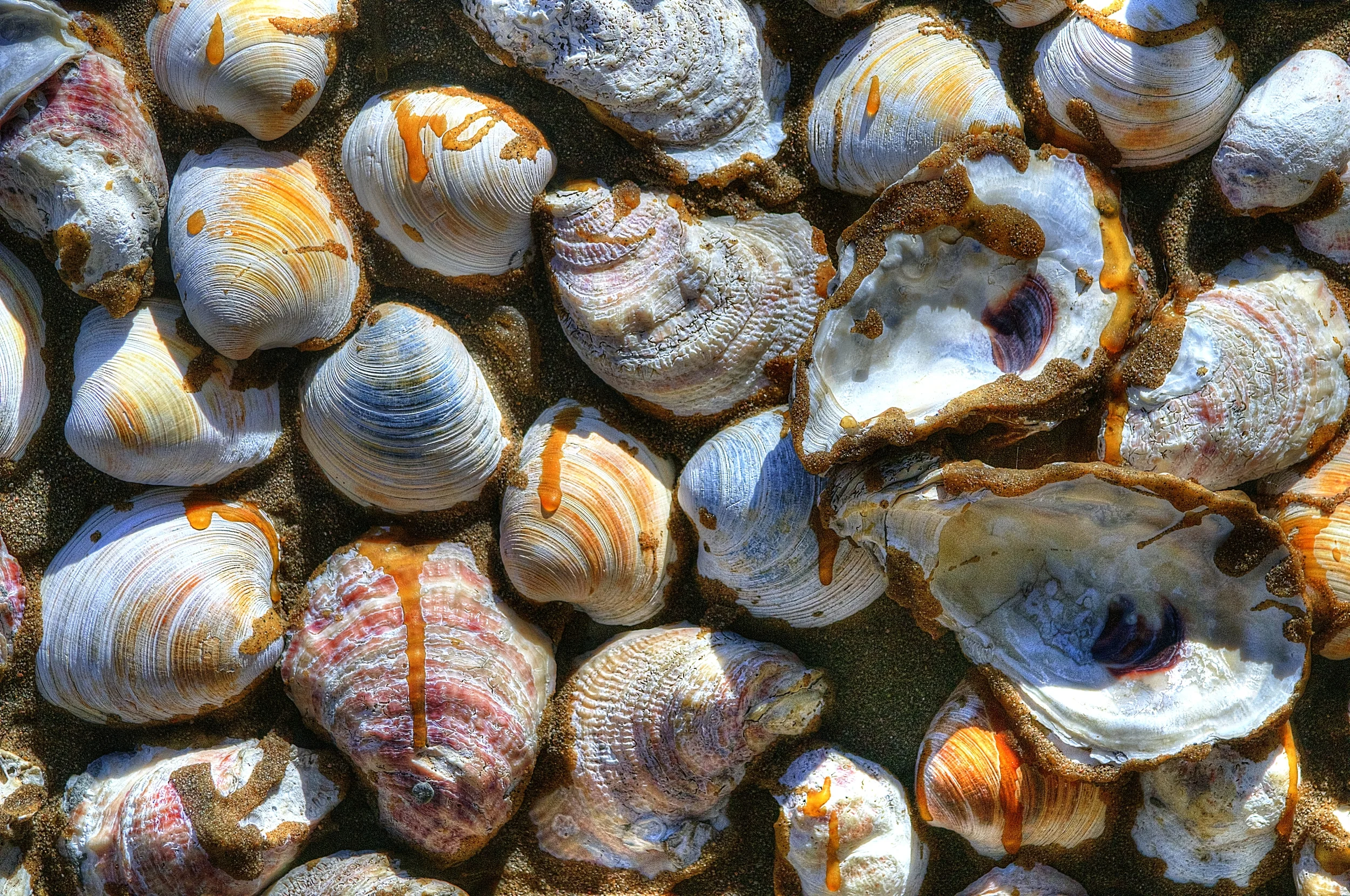 shells_tonemapped.jpg
