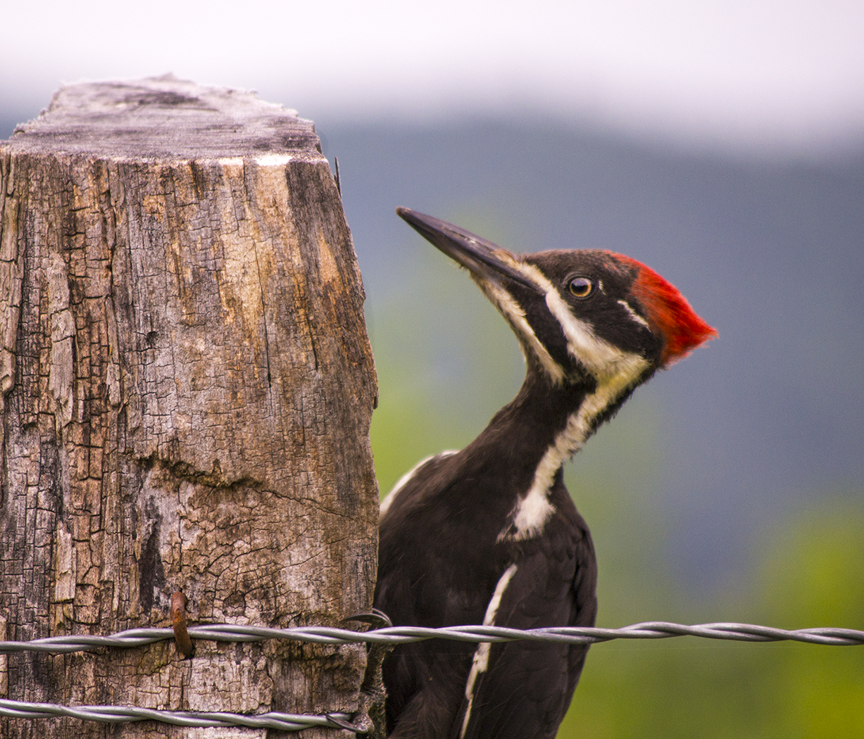 Pileated Woodpecker