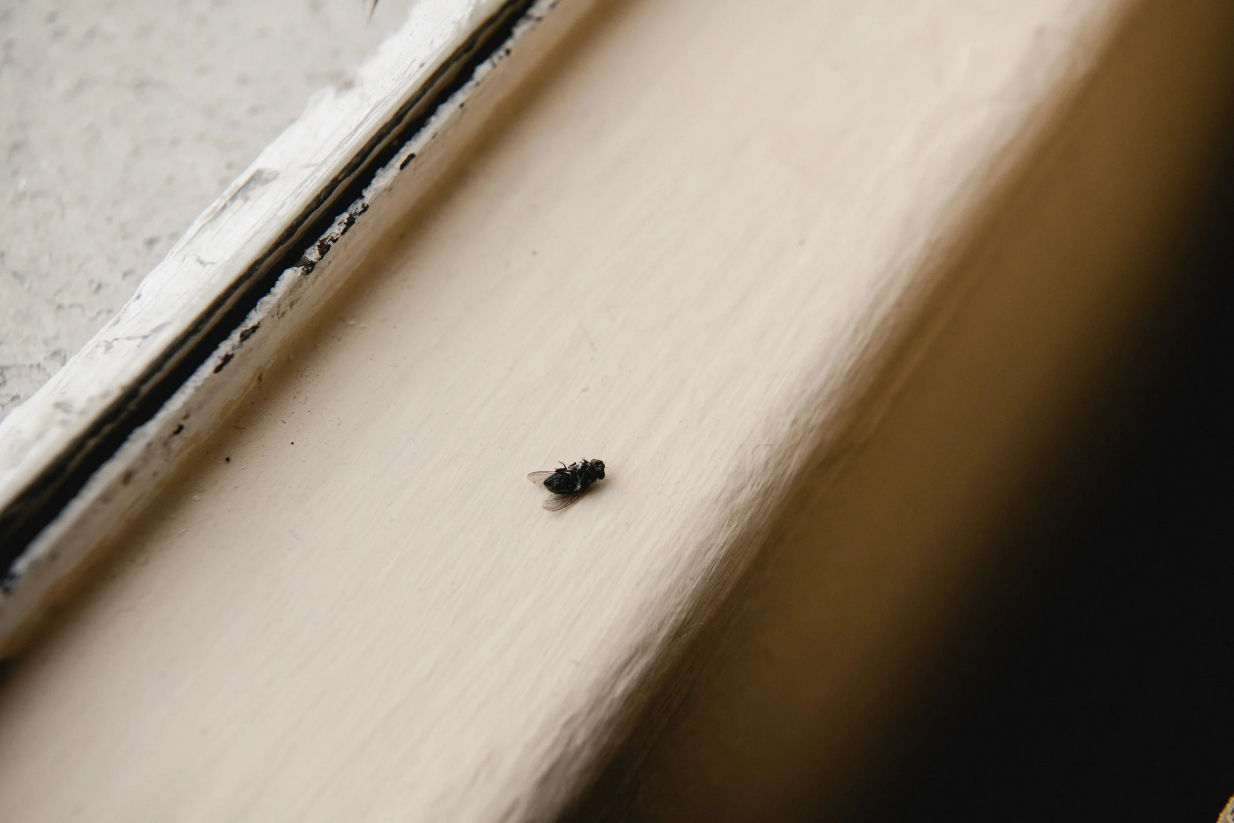 Matando Moscas192.jpg