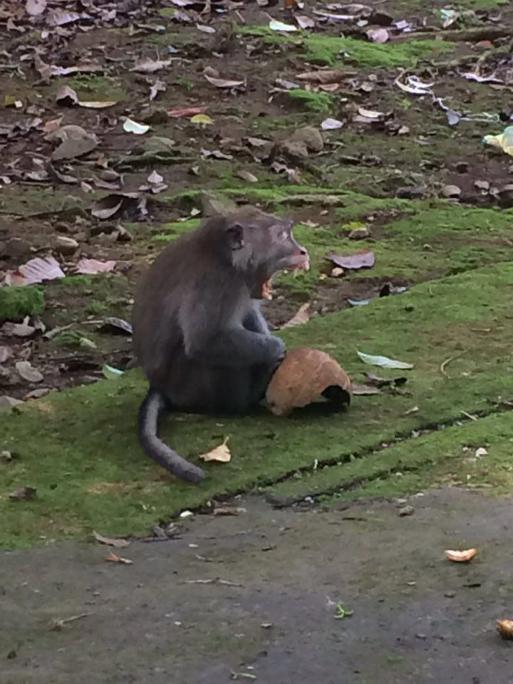 That monkey was trying to bite me, it was awful. I felt scared. There were lots of monkeys. I was kicking a coconut and it must have been his coconut as he got very angry at me! 