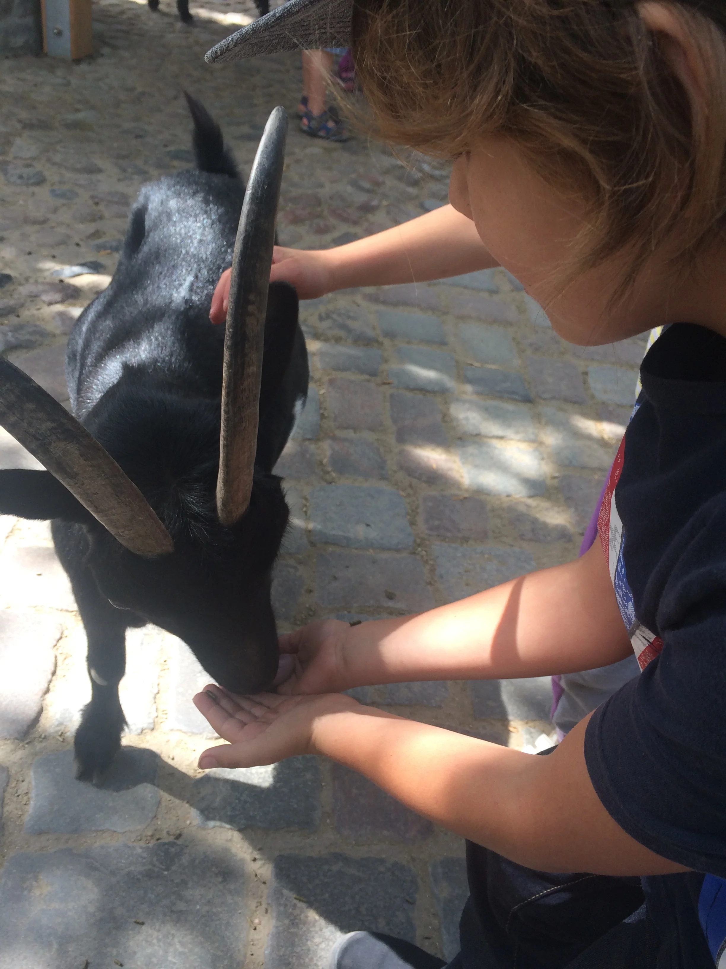 i fed a sheep and a goat the sliva felt weird