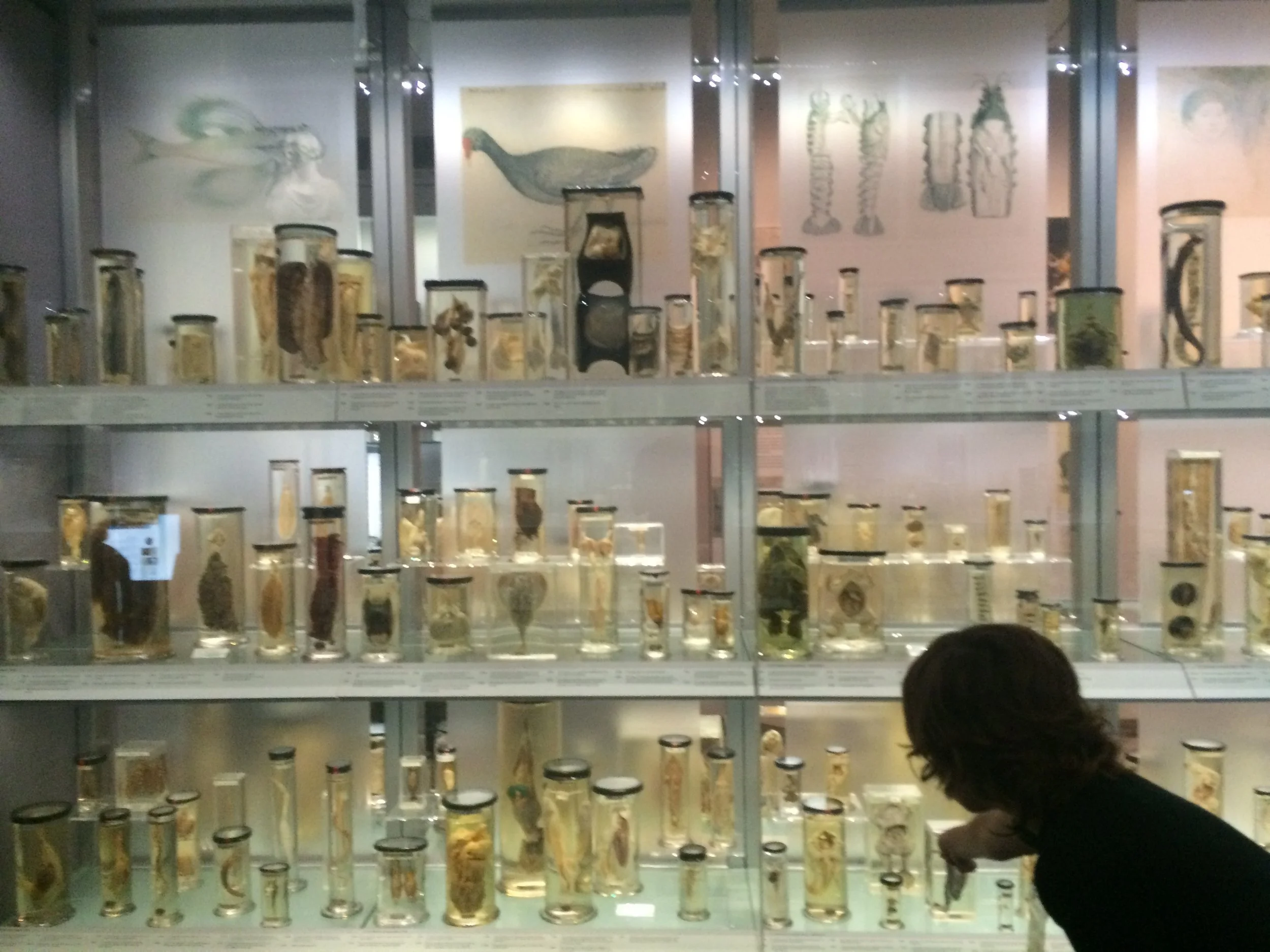 This is the Huntarian Museum. A man in the 1800's started to collect dead things. He collected them to see all the body parts and how they worked. He also collected body parts of animals. He dissected the body parts to learn how they were made. They wanted to know more becuase it was fascinating, and it would help them in surgery. There was some gross stuff like bones, blood and surgery and stuff - that i felt sick in the end. i wanted to get out. W also saw an irish giant. it was a skeleton of a man that lived a few hundred years ago - and he was HUGE. and a tiny skeleton as well. Anotomy is when you study to body and its internal workings. 