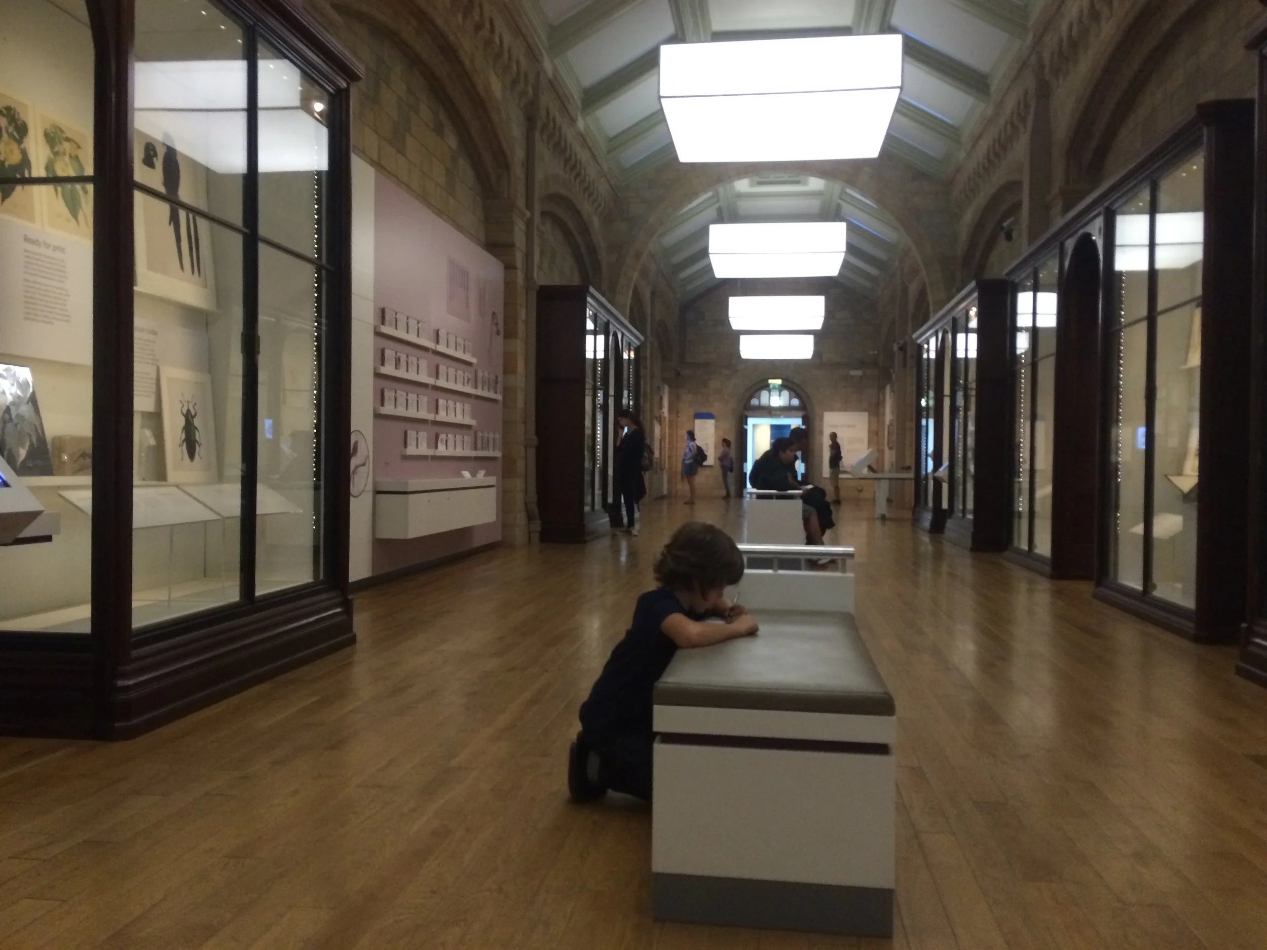 This is me drawing in the natural history museum. I was making a dinosaur drawing. In this section of the museum there was a big collection of drawings - this were called botanical illustrations. They would draw plants and animals to document them because they wanted to. There were no photographs then, and they wanted to learn more about each plant and animal.