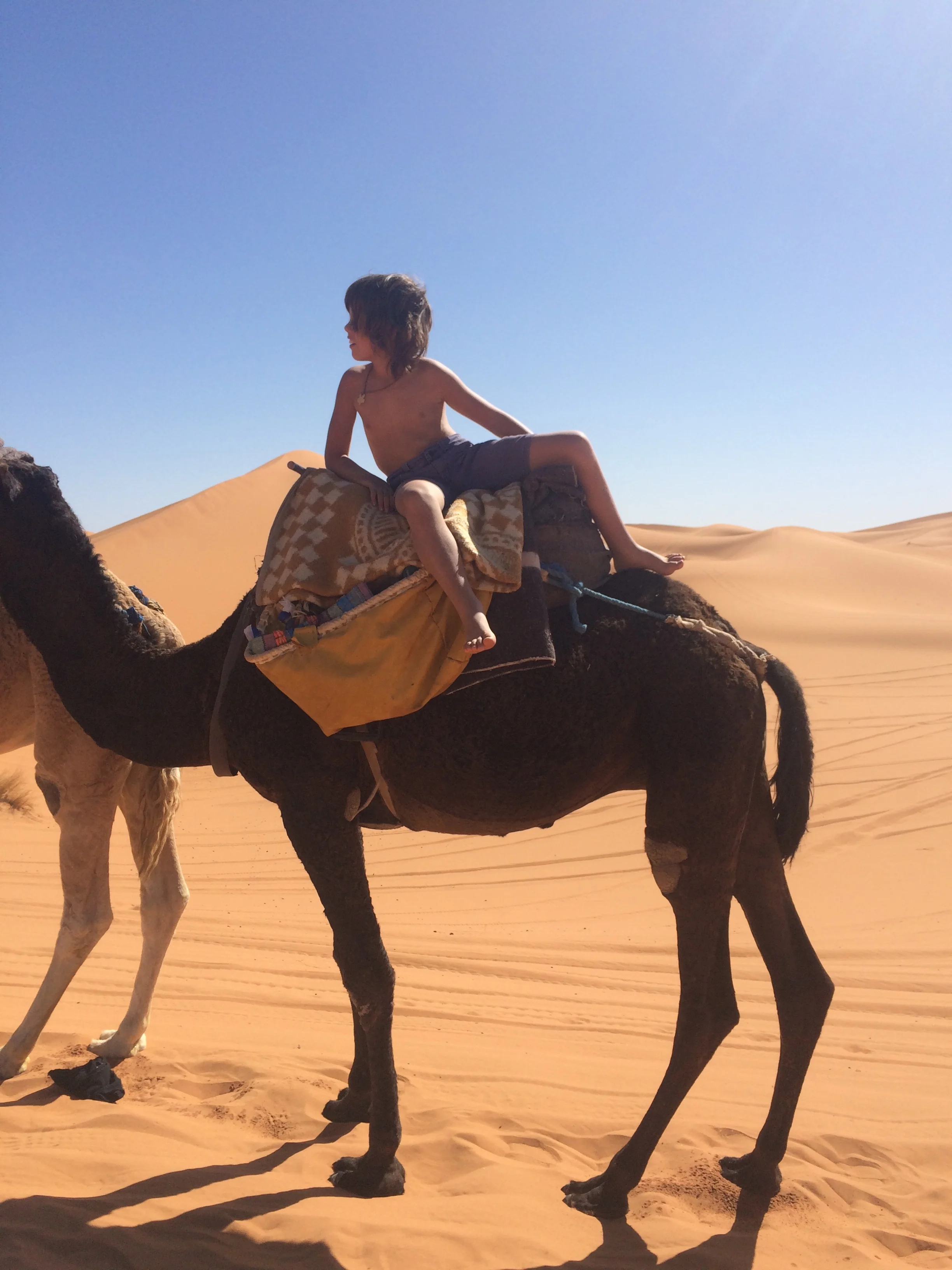 This is my camel, Amuz. Dad's camel was called Michael Jackson. I had the smallest camel. Camels are amazing because they have a big hump to store water. They can go a very long time, 4 weeks, with out drinking. There hump stores the water, and over time, the hump will get smaller. They can also eat spikey plants, and get the moisture from these plants. They have big hooves for walking and balancing in the desert. When there is water, a camel can drink up to 60 litres in a few minutes. The berber people love camels. For weddings and celebrations they eat camel. They also drink its milk. I tried camel milk, it has a very strong flavour. A camel is also amazing because they can carry up to 300 kilograms. Years ago, camels were the only way to carry lots of goods long distances through the deserts. It felt very rocky riding the camel at first, but then you got used to it, and it felt soft. I was scared at first - especially getting up and down - as the camel uses its back legs first, then front legs, so you sway a lot, and you really have to hang on. When your on the camel, you feel really high up.